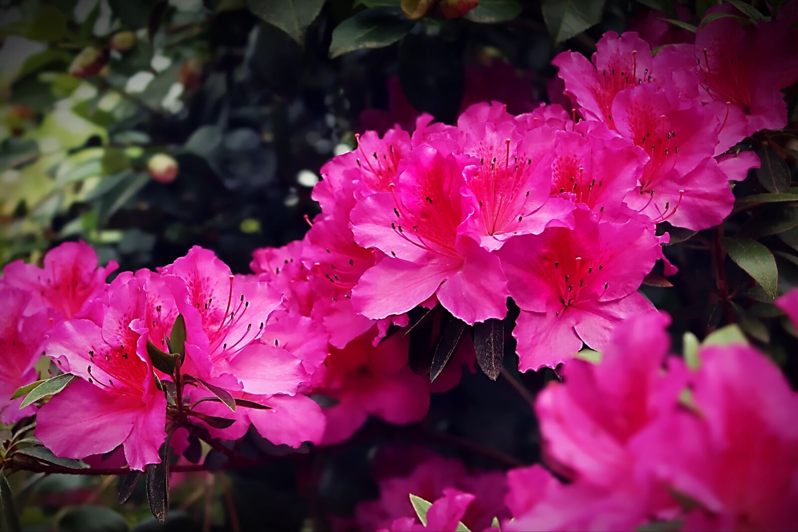 Canon EOS 600D (Rebel EOS T3i / EOS Kiss X5) sample photo. Flowers, nature, flora photography
