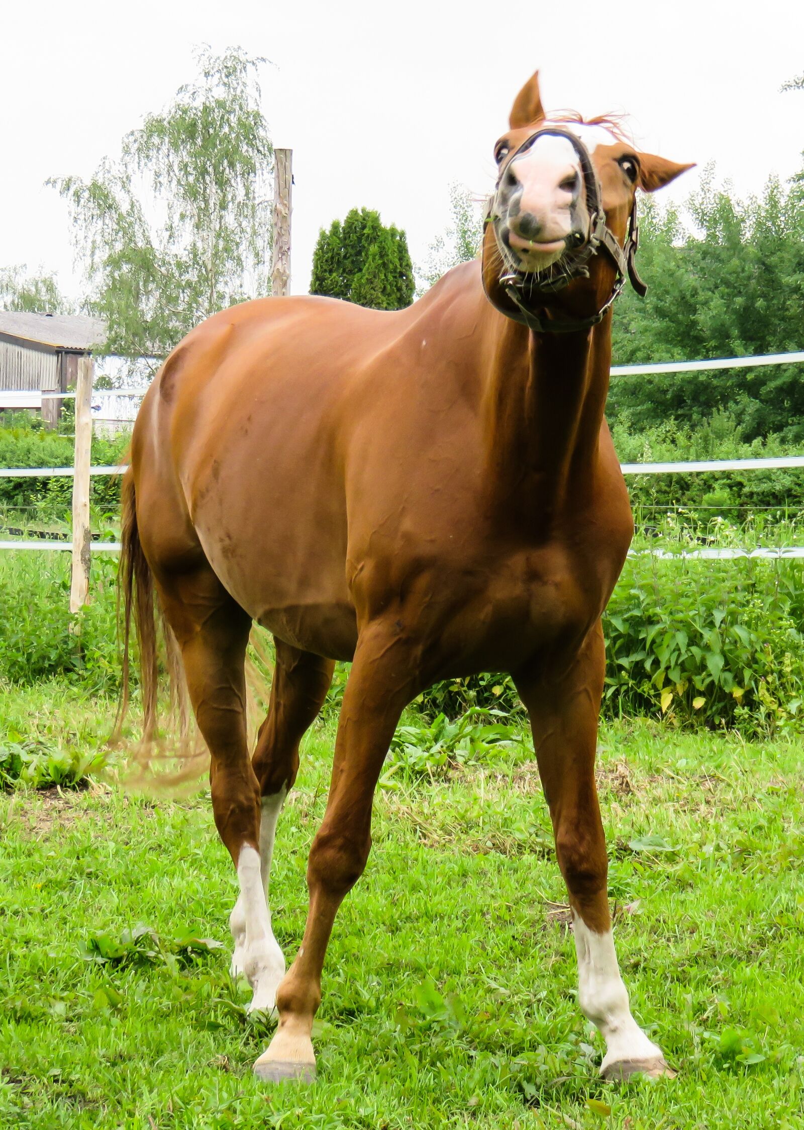 Canon PowerShot SX710 HS sample photo. Animal, horse, crazy photography