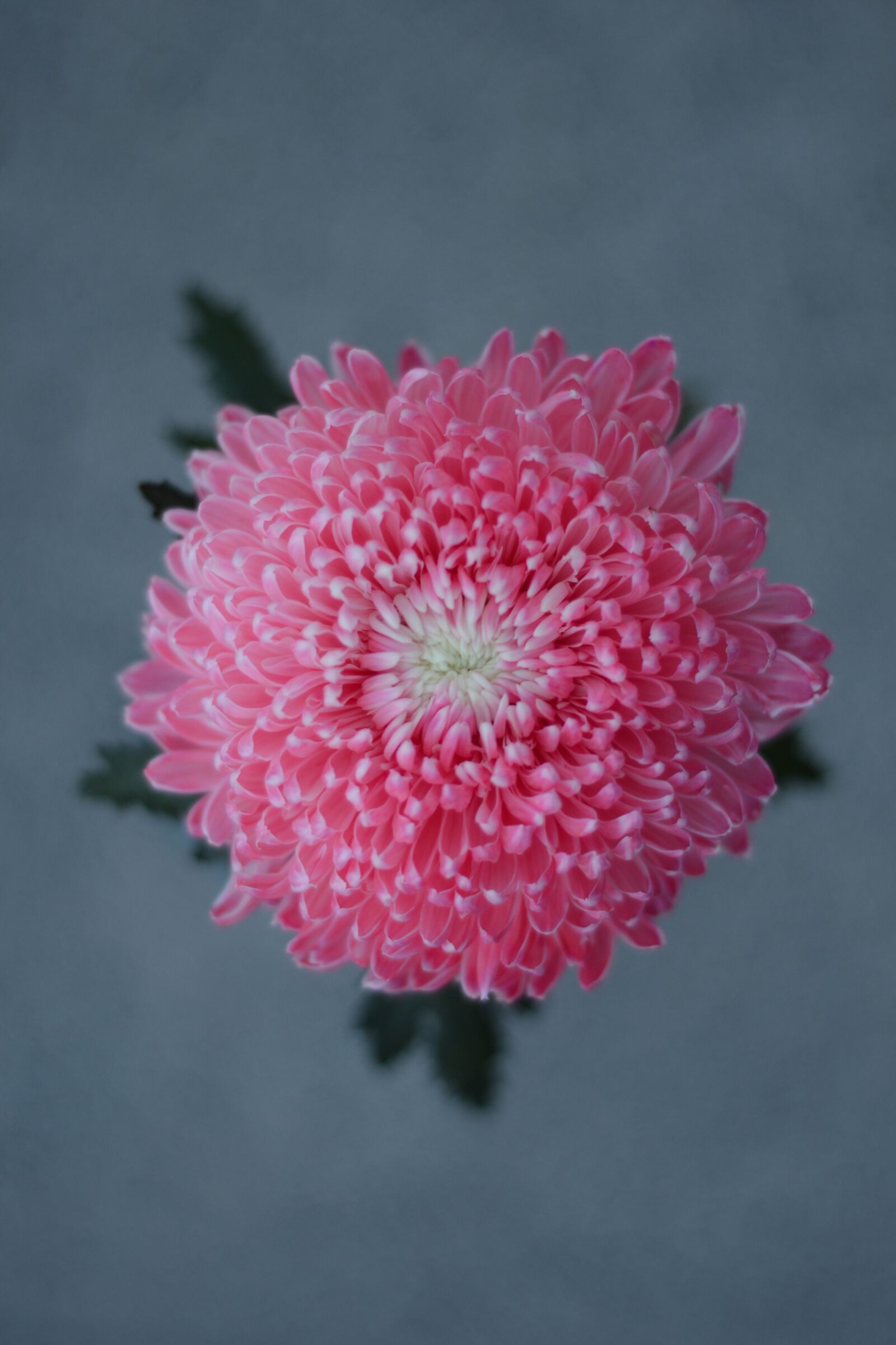 Nikon D3100 sample photo. Chrysanthemum, flower, cosmos photography