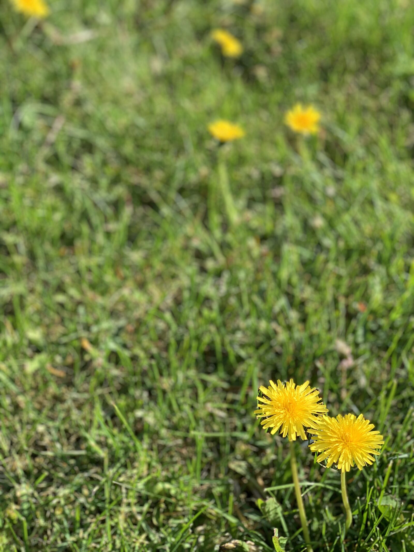 iPhone XS back dual camera 6mm f/2.4 sample photo. Flower, grass, nature photography