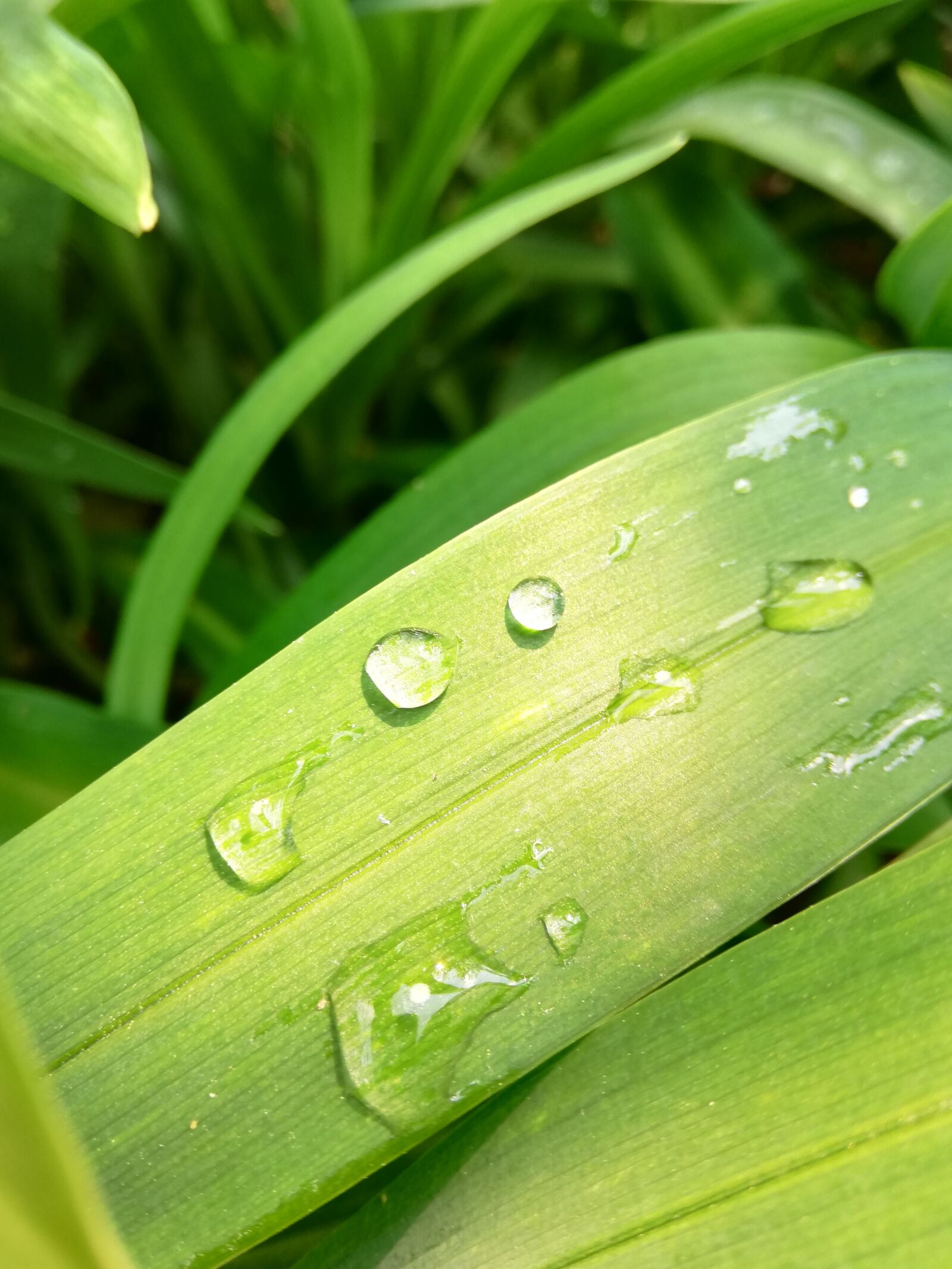 HUAWEI P20 lite sample photo. Drops, sheet, green photography