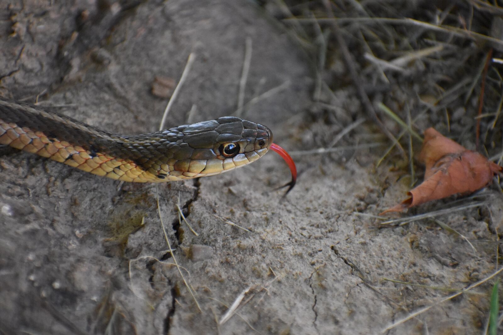 Nikon D5500 sample photo. Snake, tongue, garter snake photography