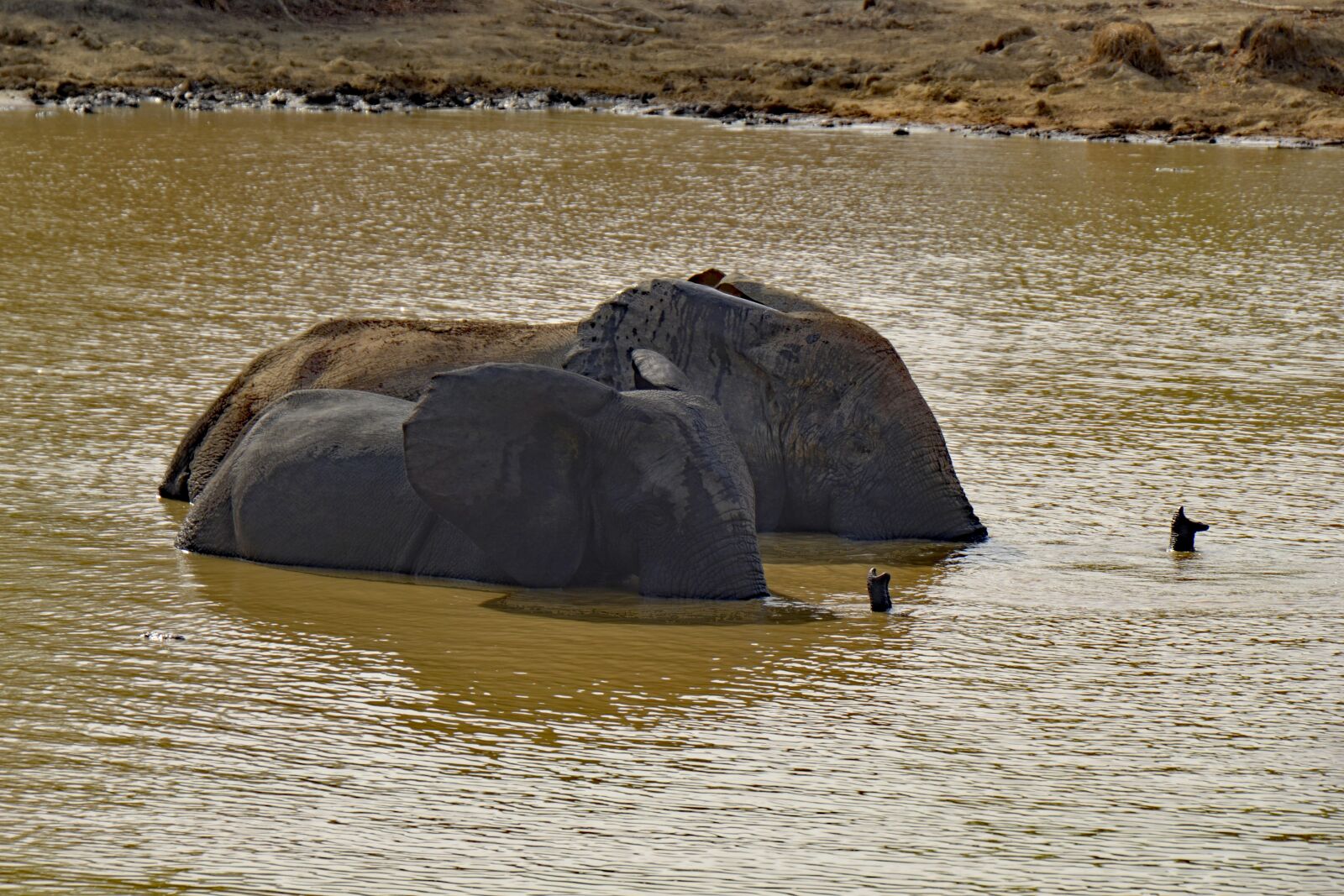 Nikon D3100 sample photo. Mole national park, ghana photography