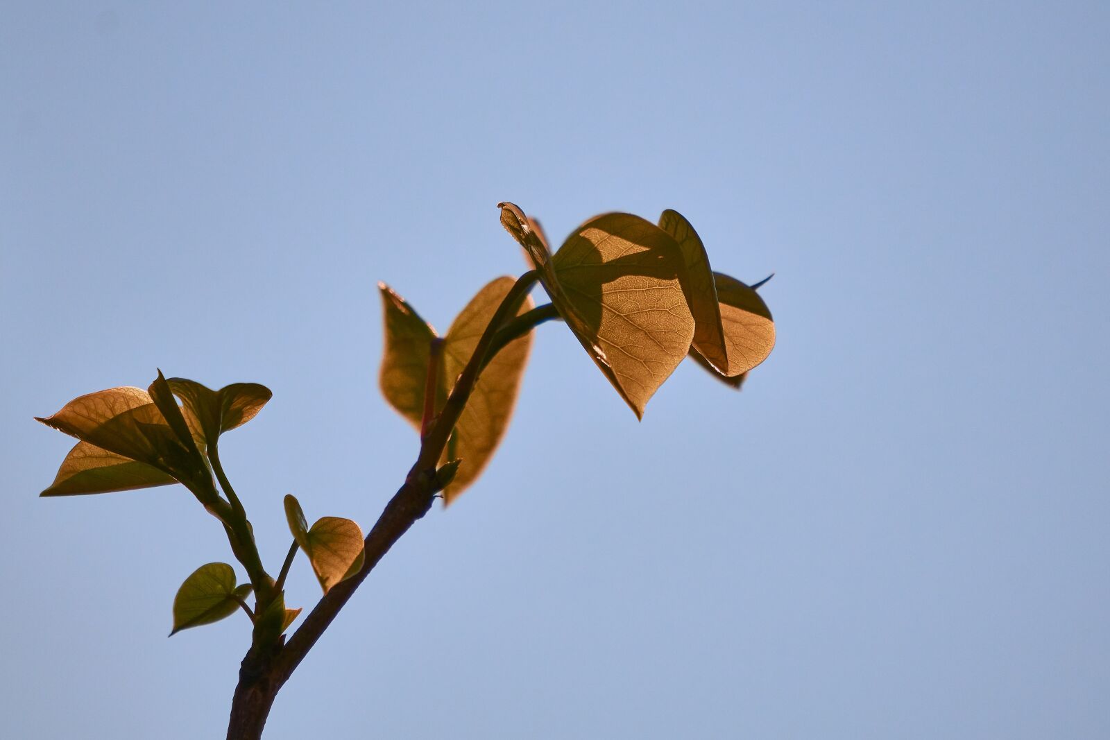 Sony E 55-210mm F4.5-6.3 OSS sample photo. Judas tree, leaf, heart photography