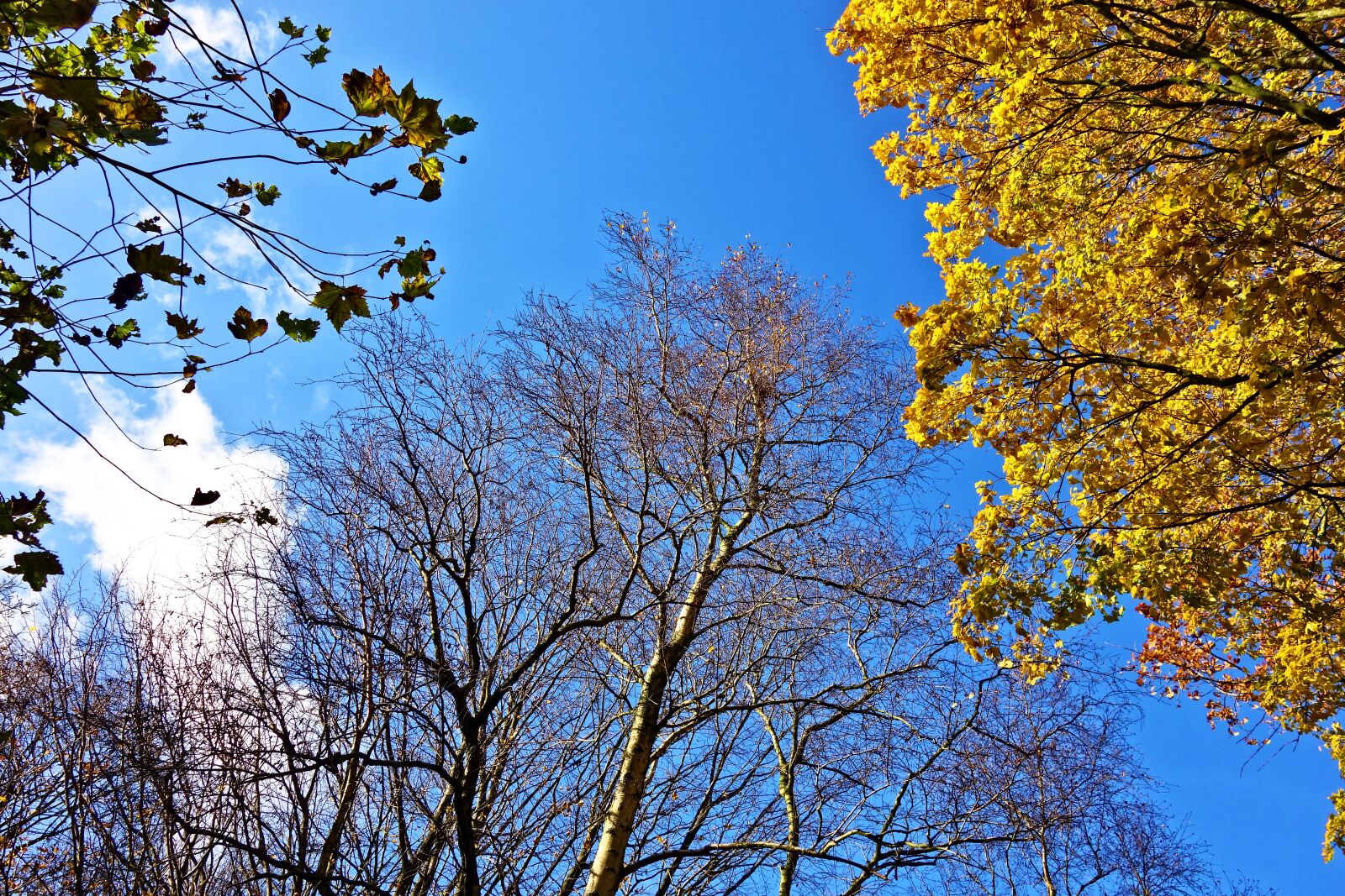 Sony Cyber-shot DSC-RX100 sample photo. Trees, tree tops, branches photography