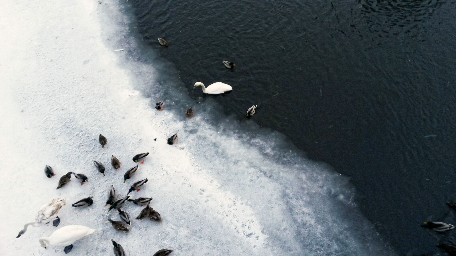 Samsung Galaxy S4 Mini sample photo. Duck, ice, snow, swan photography