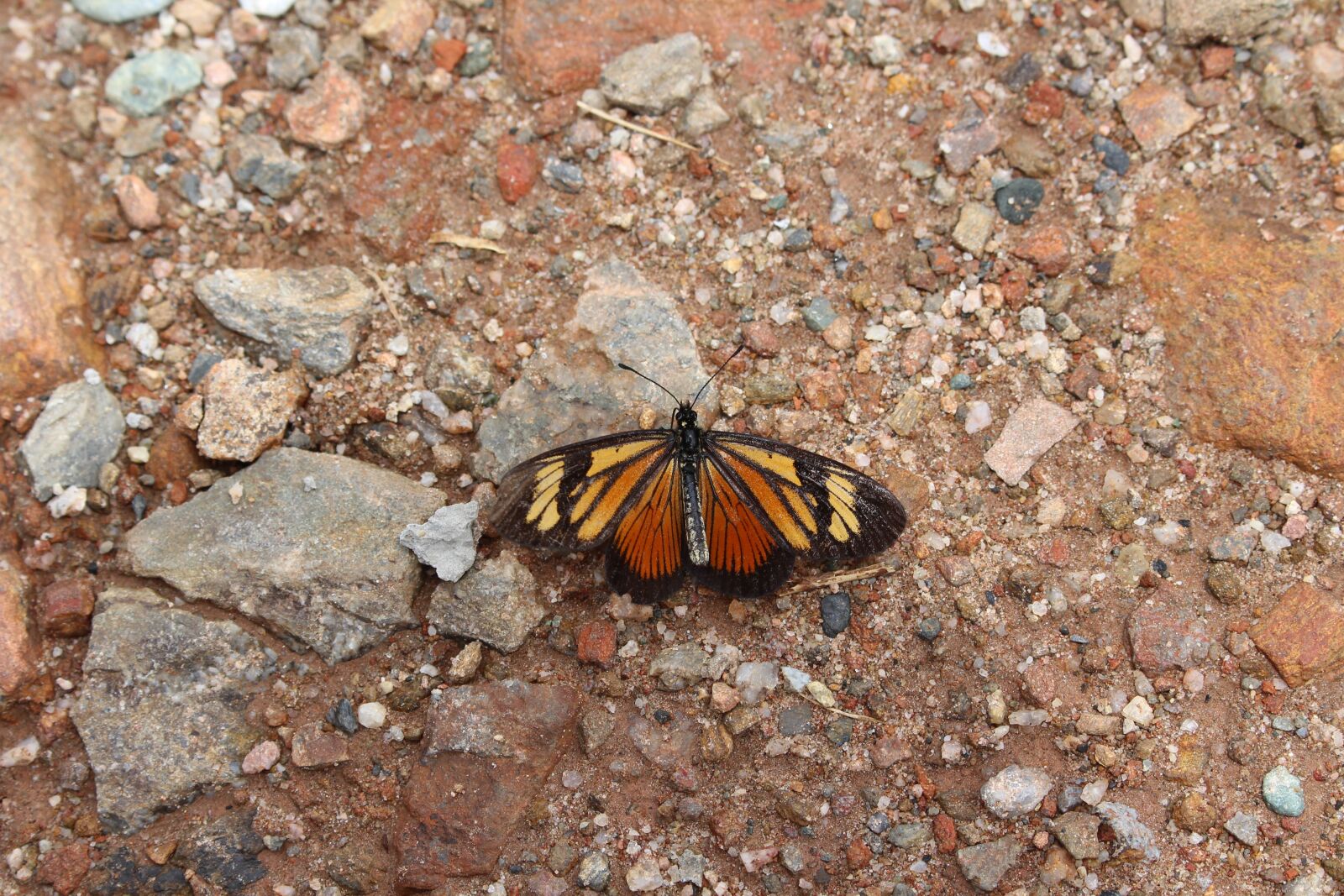 Canon EOS 700D (EOS Rebel T5i / EOS Kiss X7i) sample photo. Butterfly, close up, animal photography