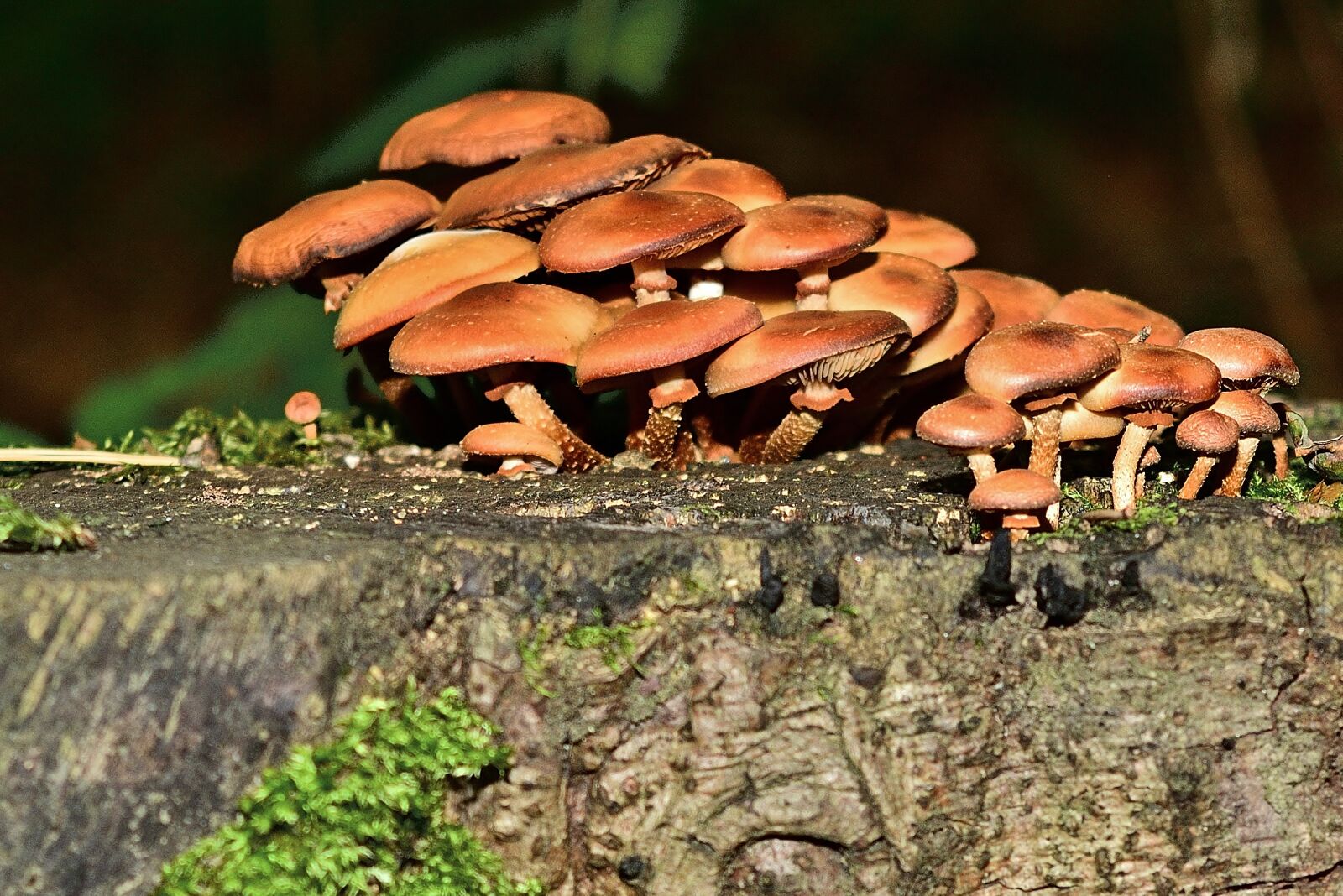 Nikon D5200 sample photo. Forest, mushrooms, tree stump photography
