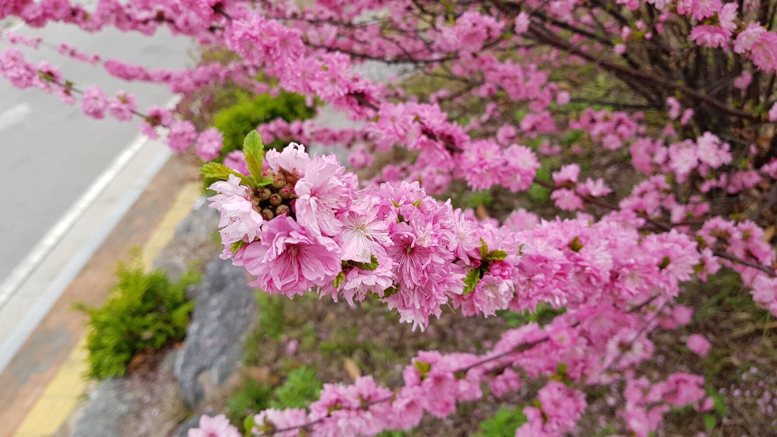 Samsung Galaxy S8+ sample photo. Flowers, nature, plants photography