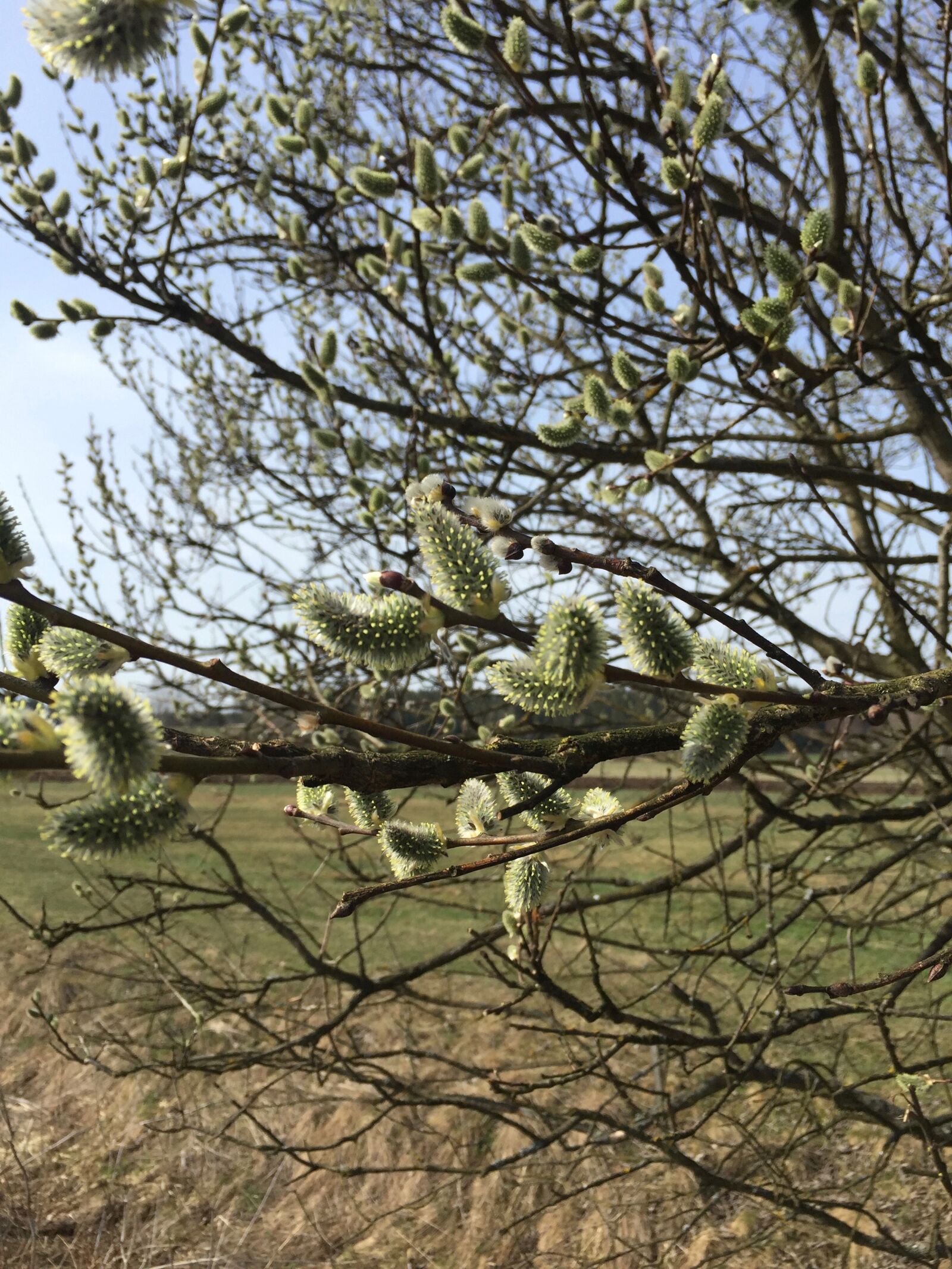 Apple iPhone 6 sample photo. Green, spring, tree photography