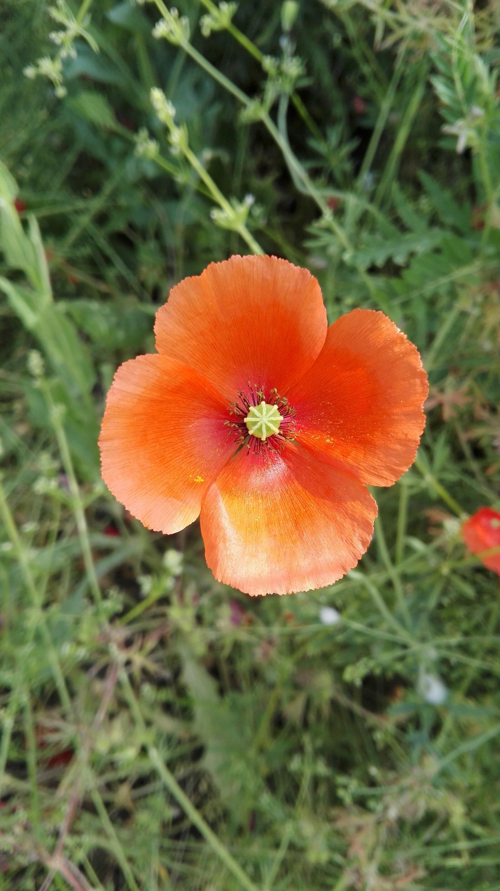 HUAWEI P8 Lite sample photo. Flower, nature, summer photography