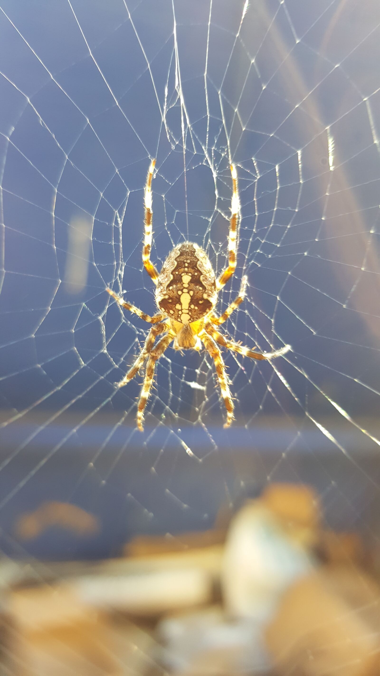 Samsung GALAXY S6 edge sample photo. Spider, poison, animal photography