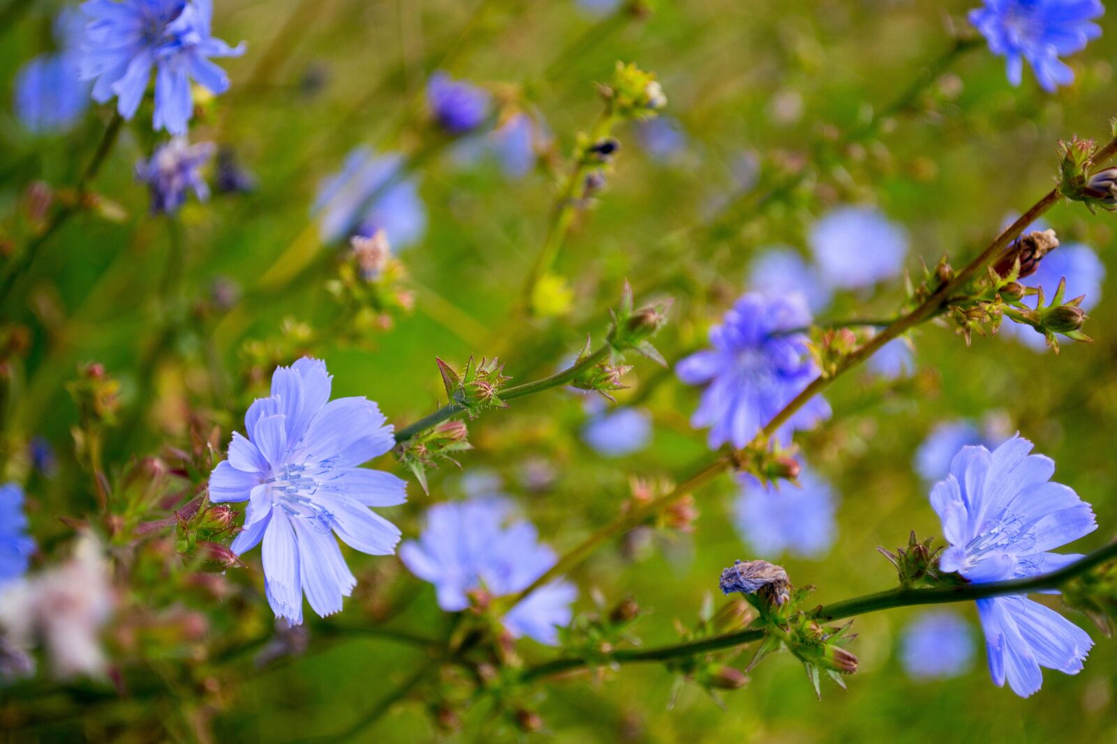Nikon D3100 sample photo. Chicory, flower, plant photography