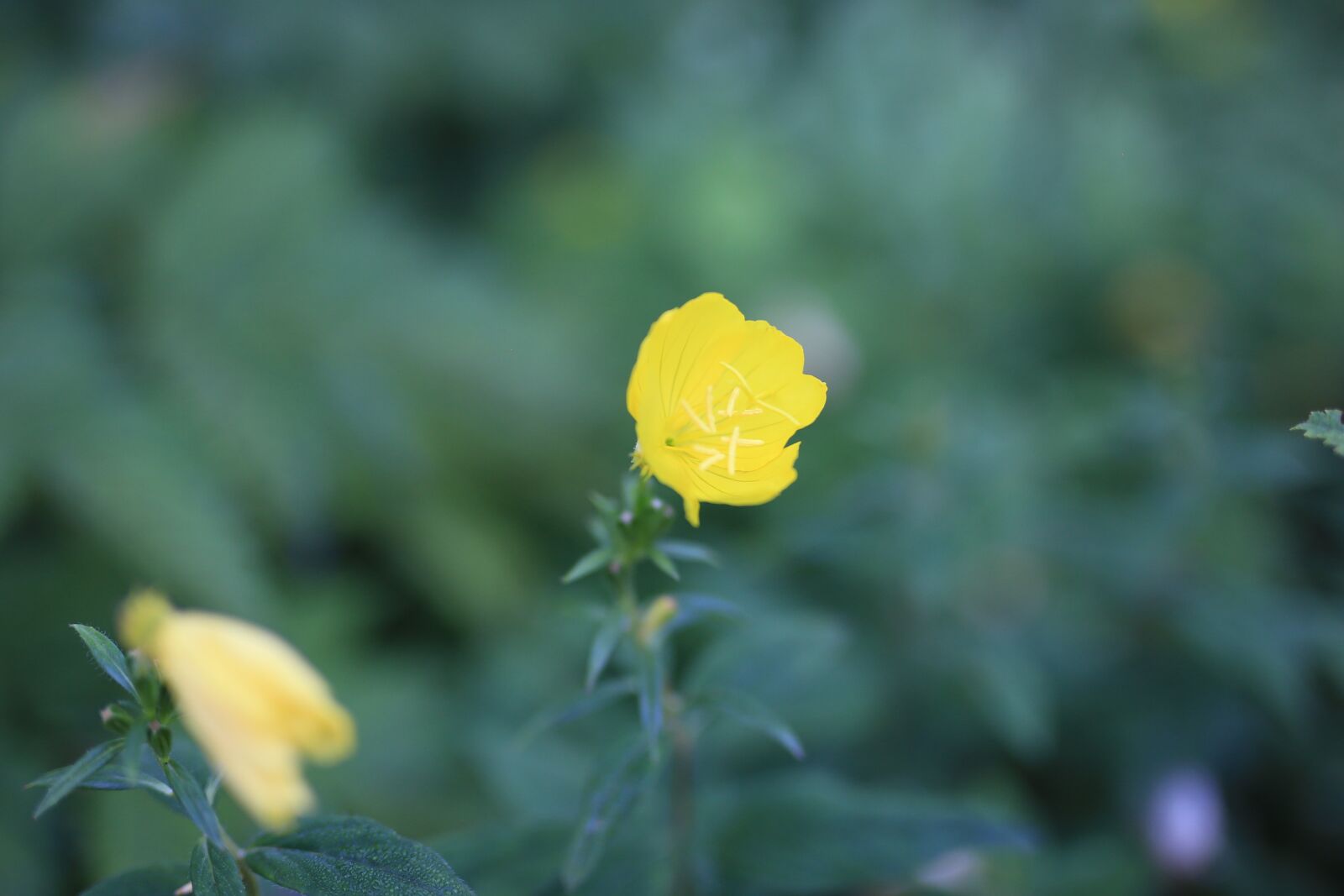 Canon EOS 6D sample photo. Yellow flowers, flowers, nature photography