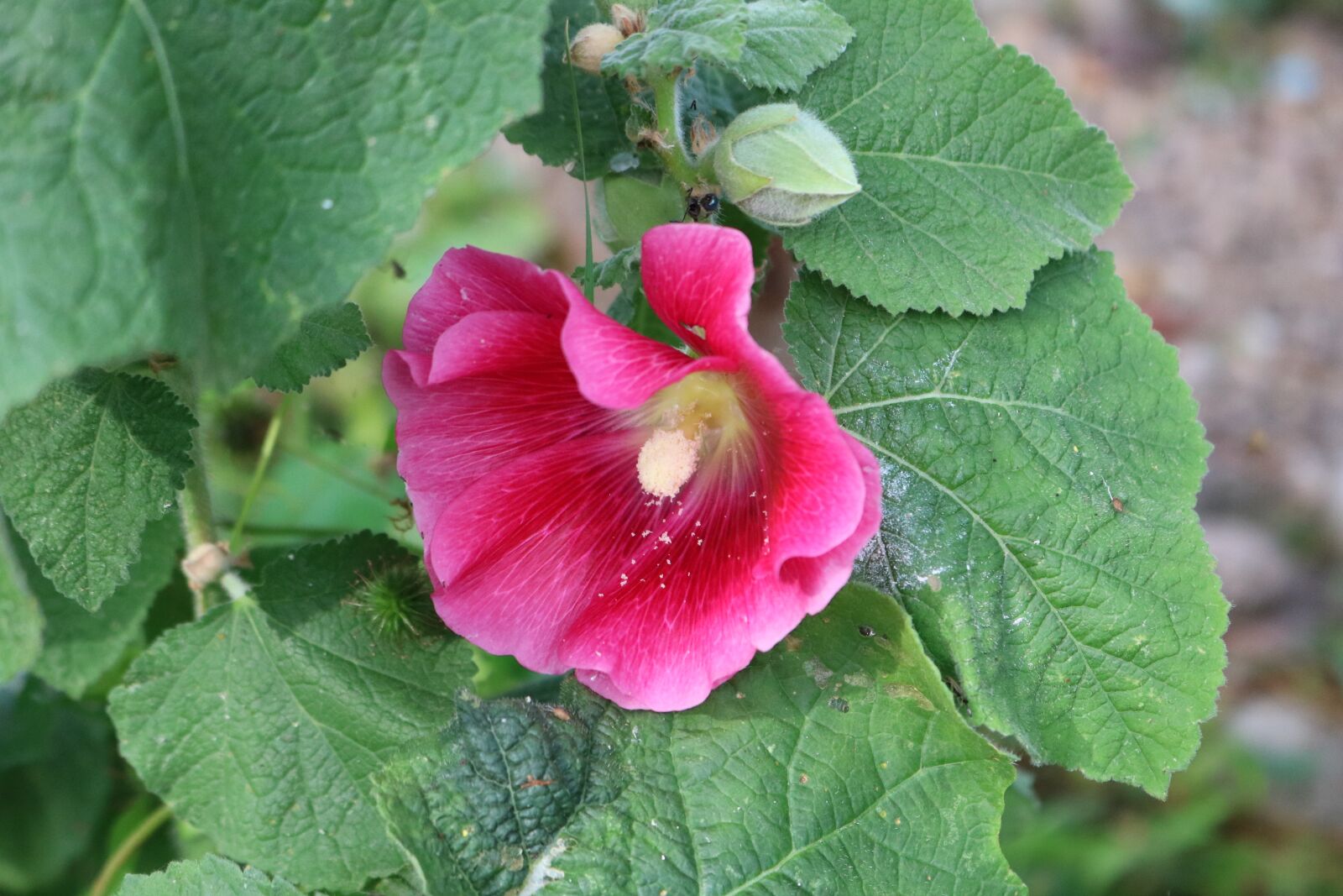 Canon EOS 750D (EOS Rebel T6i / EOS Kiss X8i) sample photo. Hollyhock, flower, planr photography