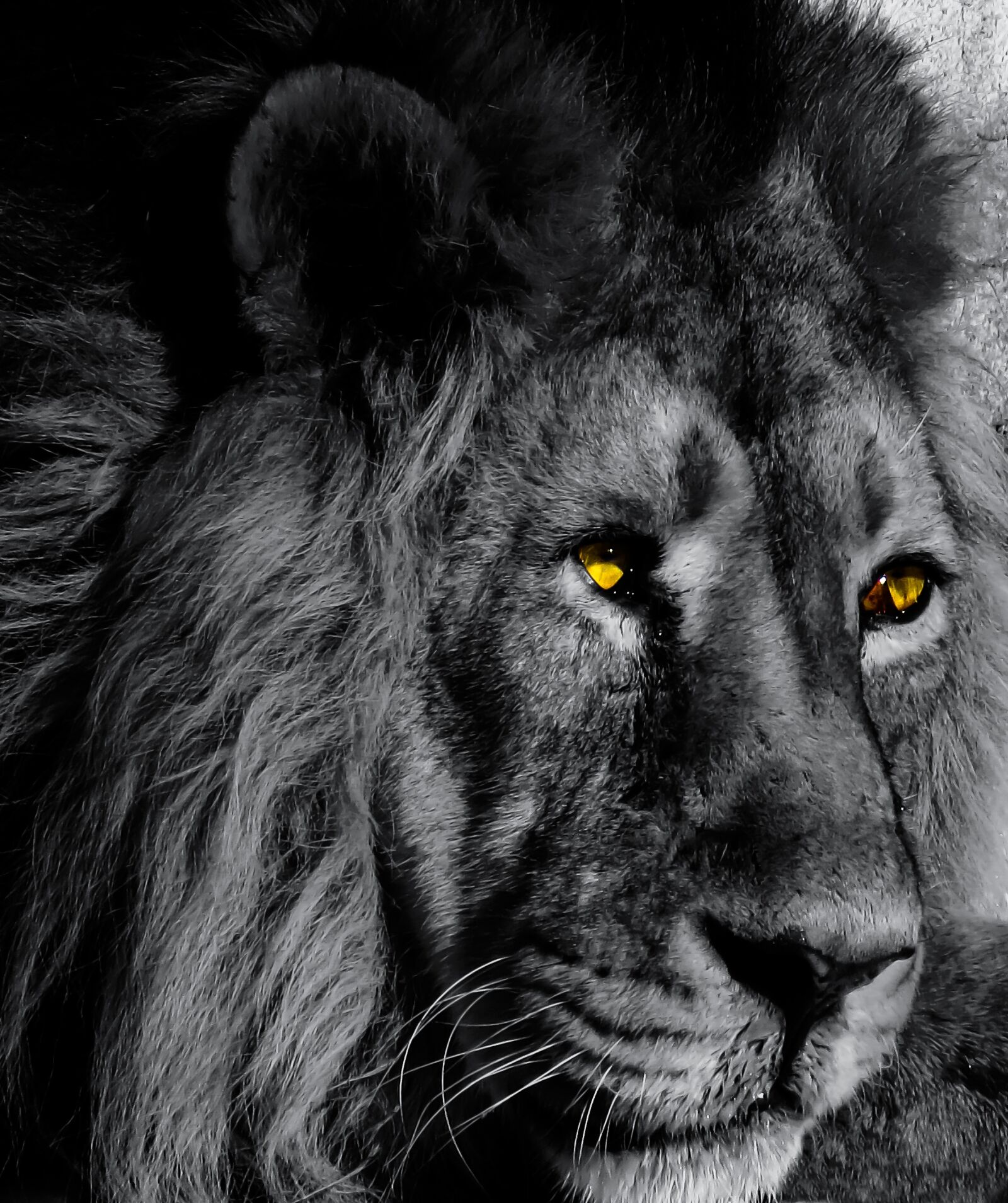 Canon PowerShot SX710 HS sample photo. Animal, lion, big cat photography