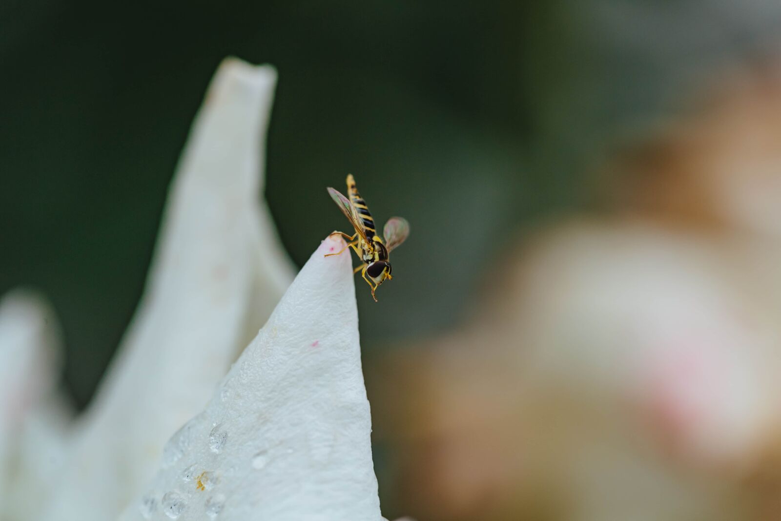 Canon EF 100mm F2.8 Macro USM sample photo. Insect, metamorphosis, moisture, rain photography