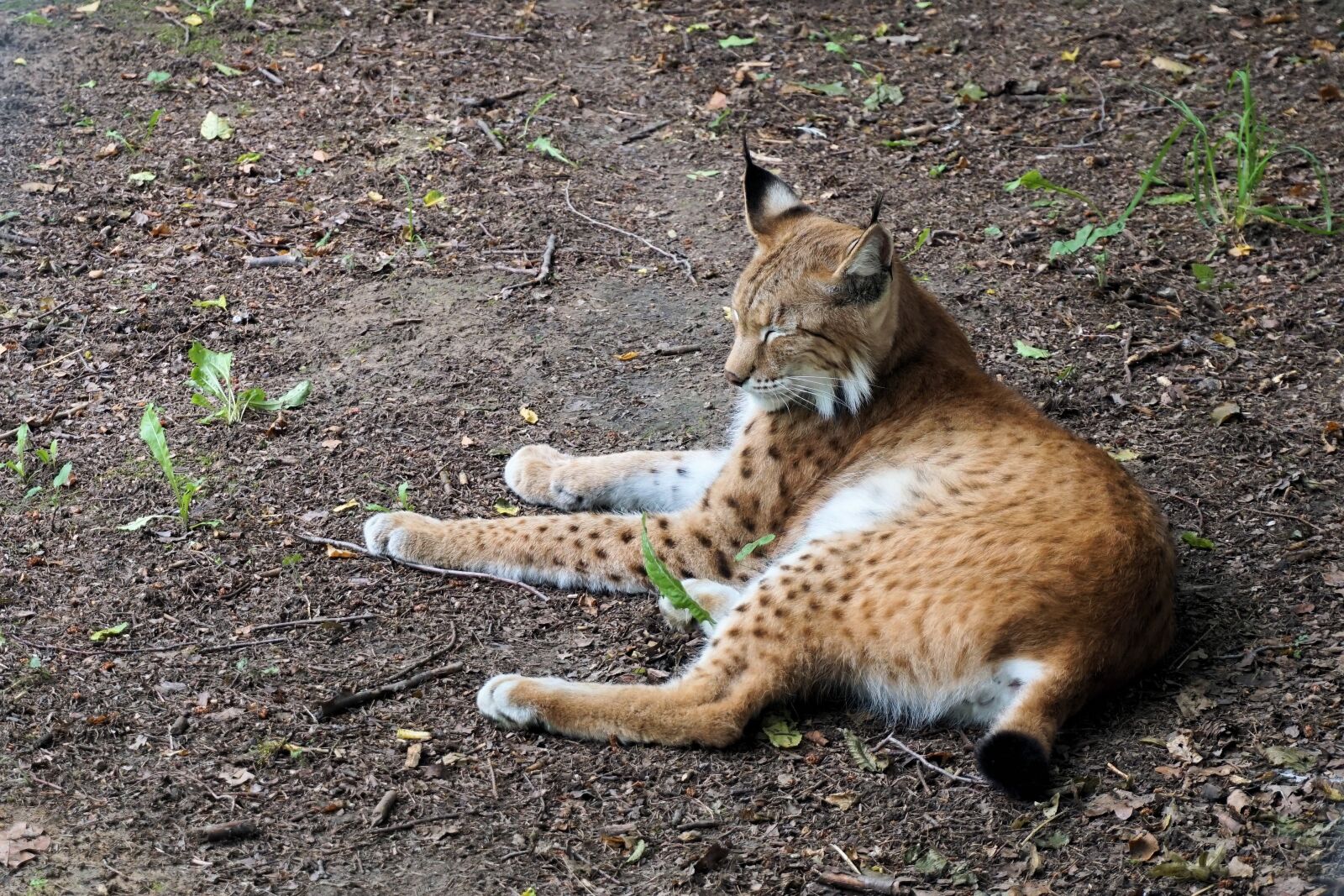 Sony a6000 sample photo. Lynx, cat, animal photography