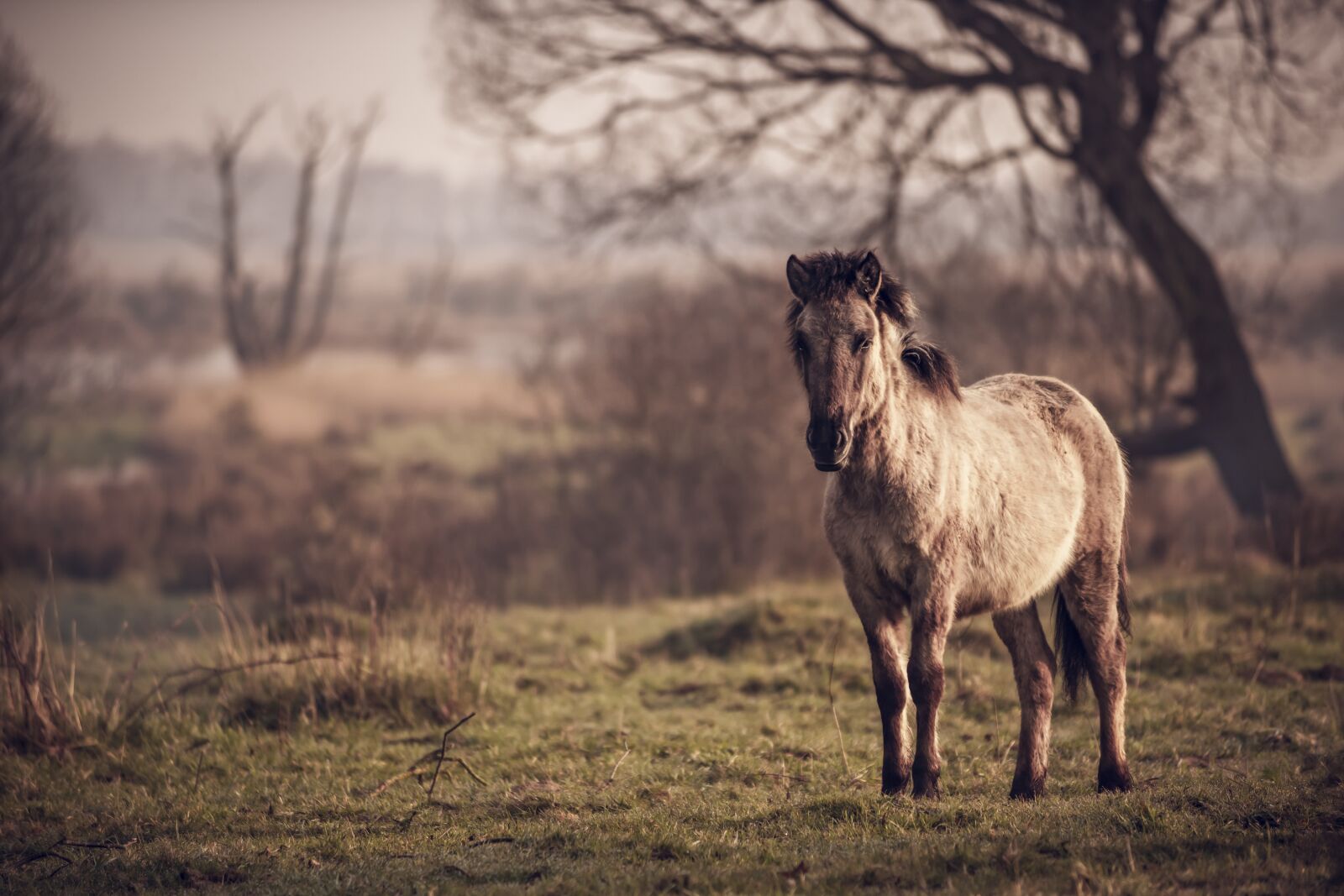 Nikon D850 sample photo. Horse, pasture land, pony photography