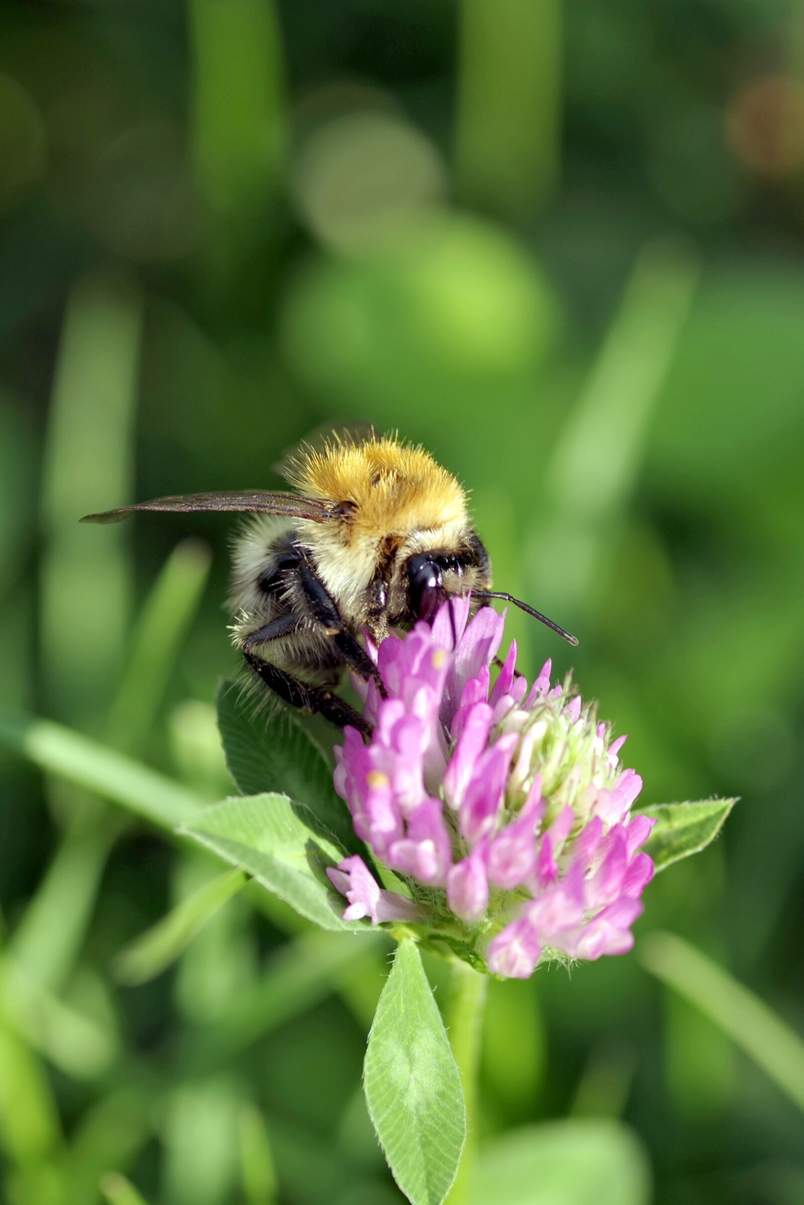 Pentax K-S2 sample photo. Bumblebee, insect, pollinate photography