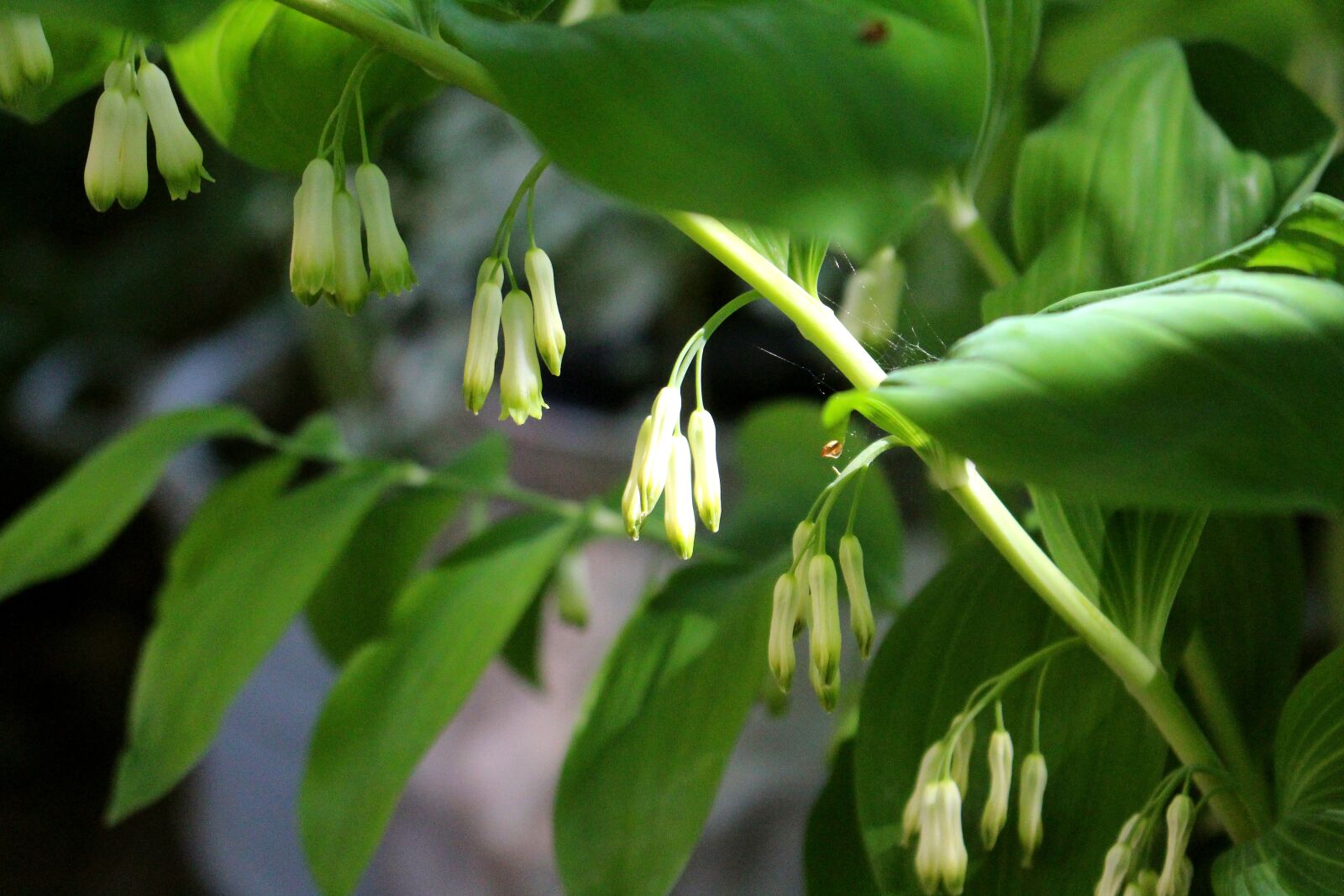 Canon EOS 700D (EOS Rebel T5i / EOS Kiss X7i) sample photo. Flower, white, lichtspiel photography
