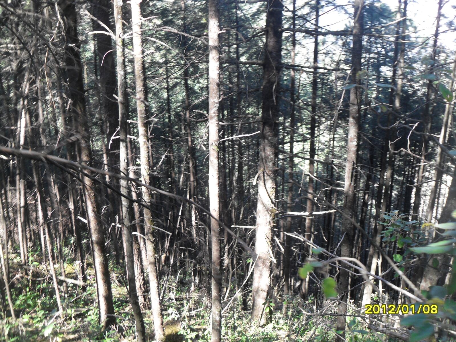 Samsung PL50 / VLUU PL50 /  SL202 sample photo. Trees, nature, forest photography