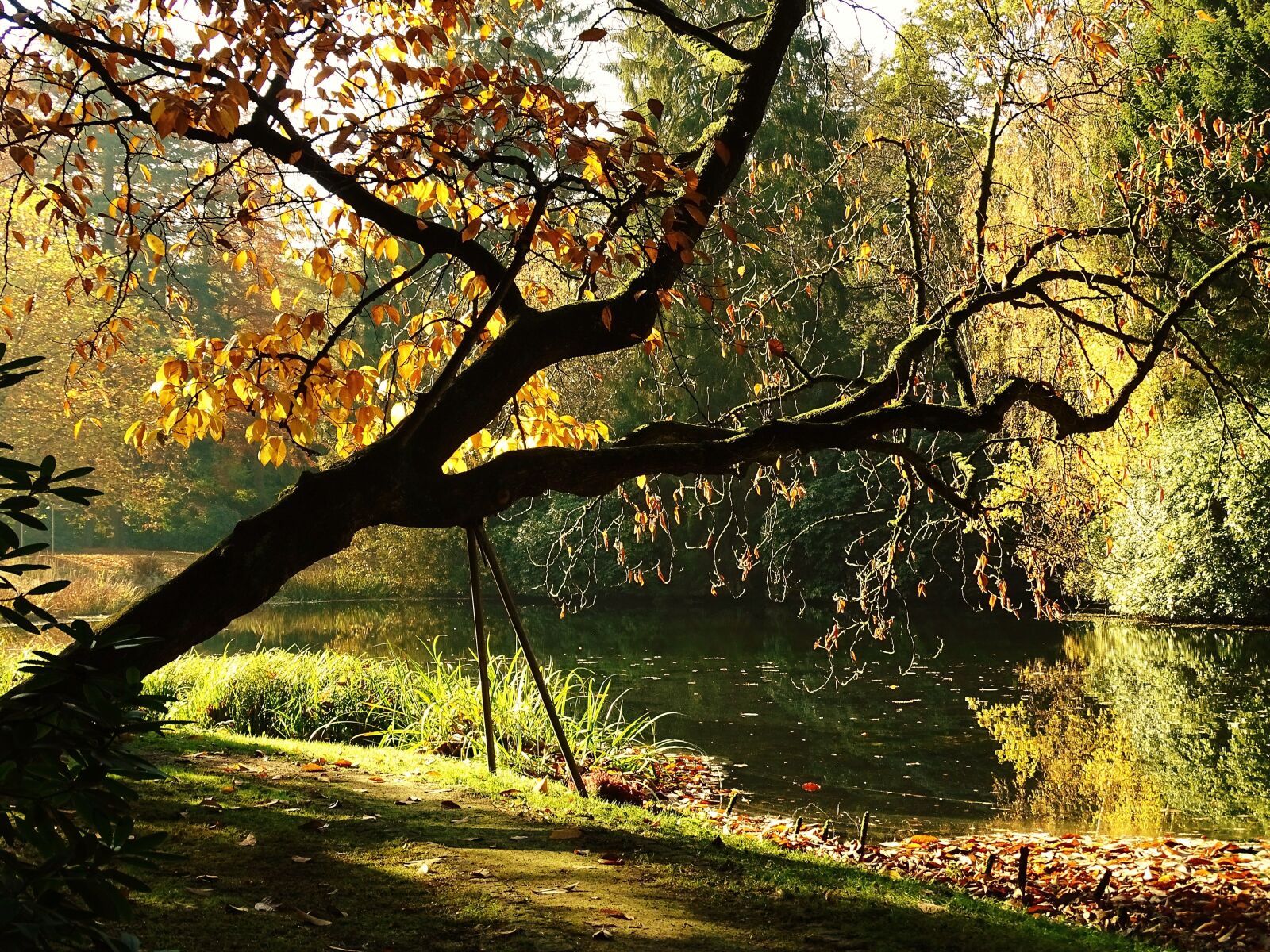 Sony Cyber-shot DSC-HX400V sample photo. Autumn, tree, golden autumn photography