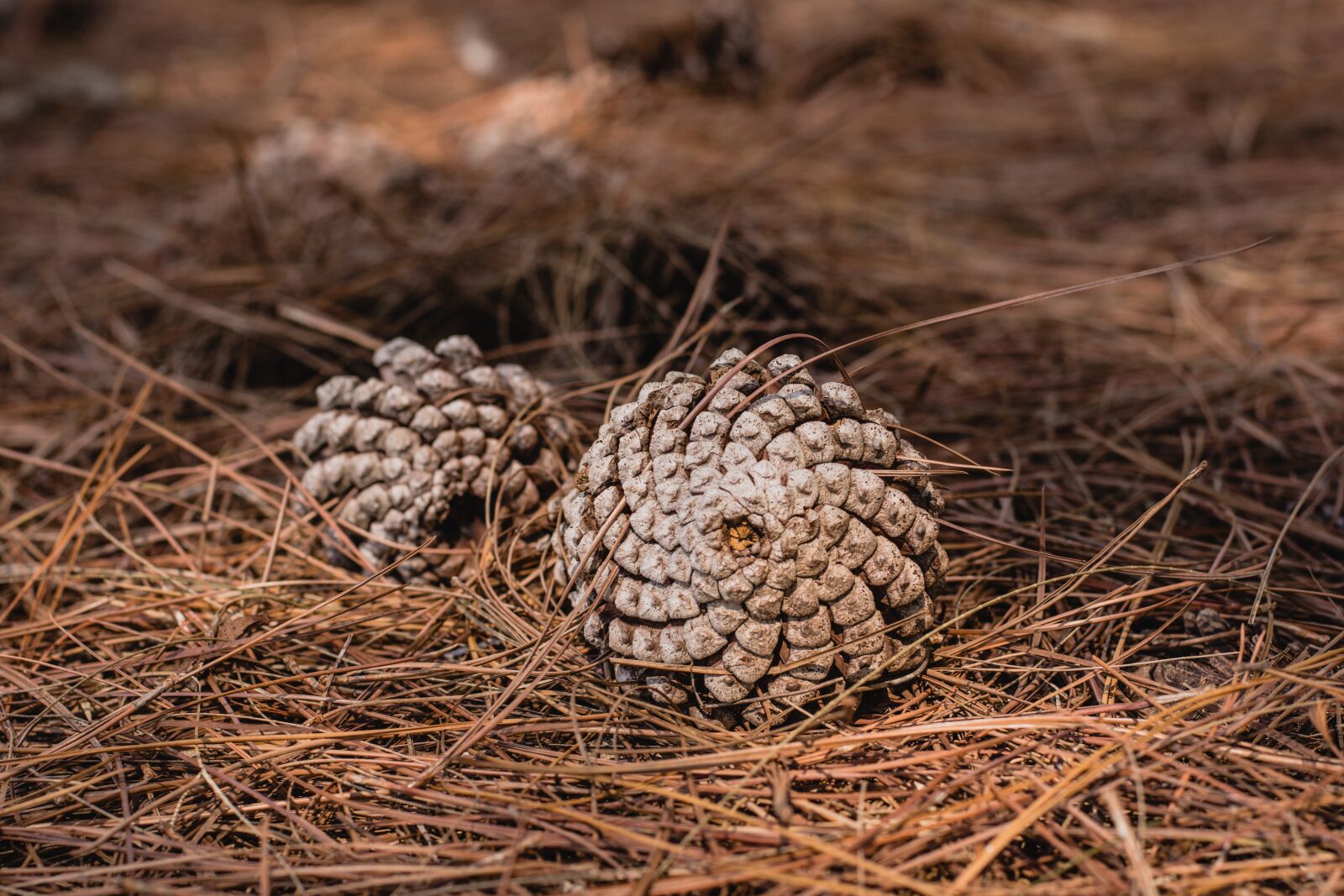 Nikon D7200 sample photo. Nature, dry, wood photography