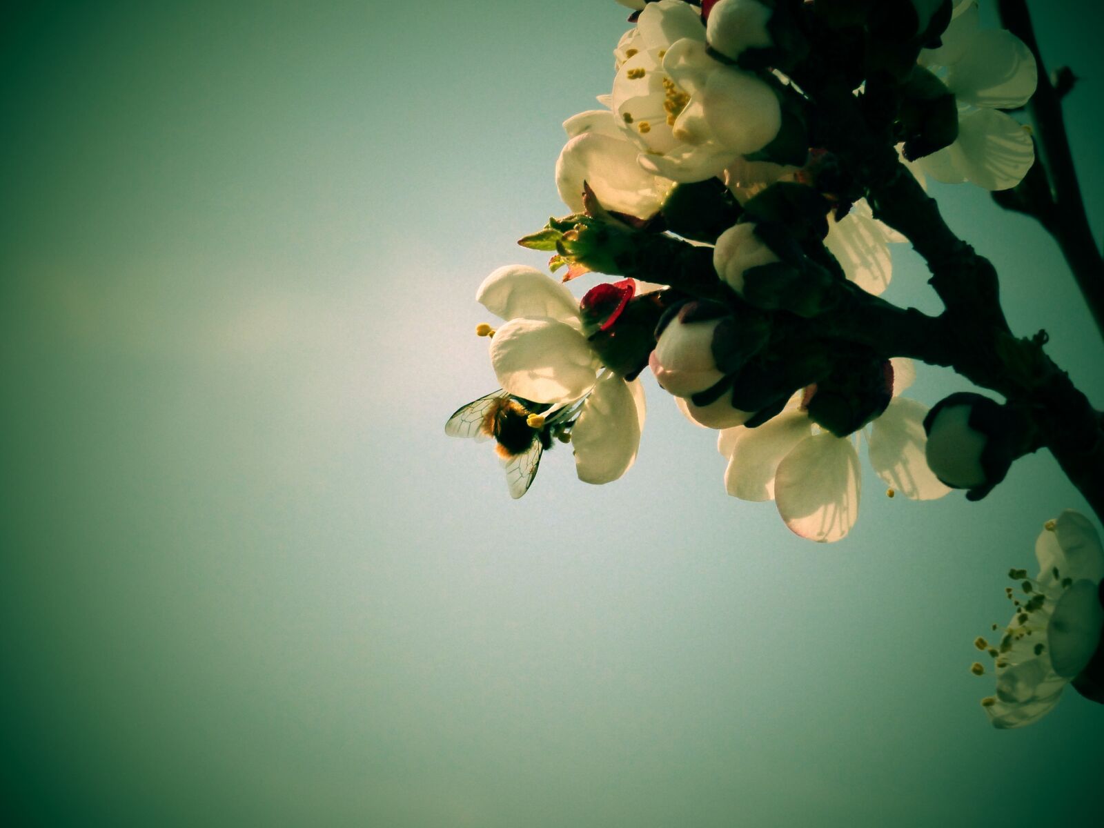 Panasonic DMC-FZ72 sample photo. Flowers, apricot, bee photography