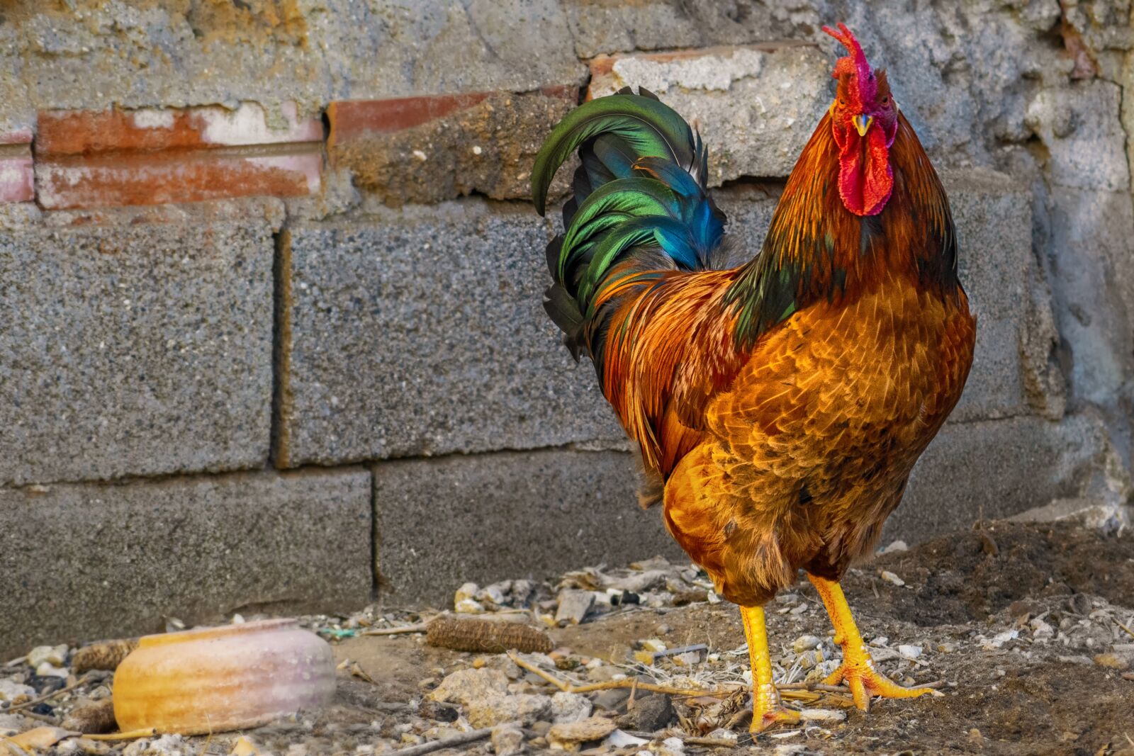 Nikon D3300 sample photo. Gallo, feathers, animals photography