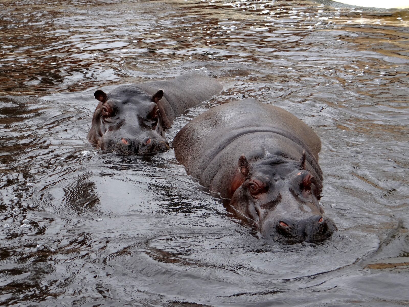 Sony DSC-HX200V sample photo. Hippo, nature, water photography