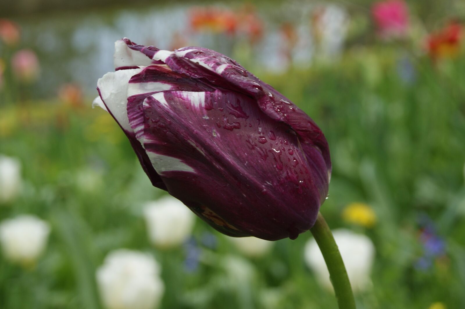 Sony Alpha DSLR-A290 sample photo. Flower, tulip, spring photography