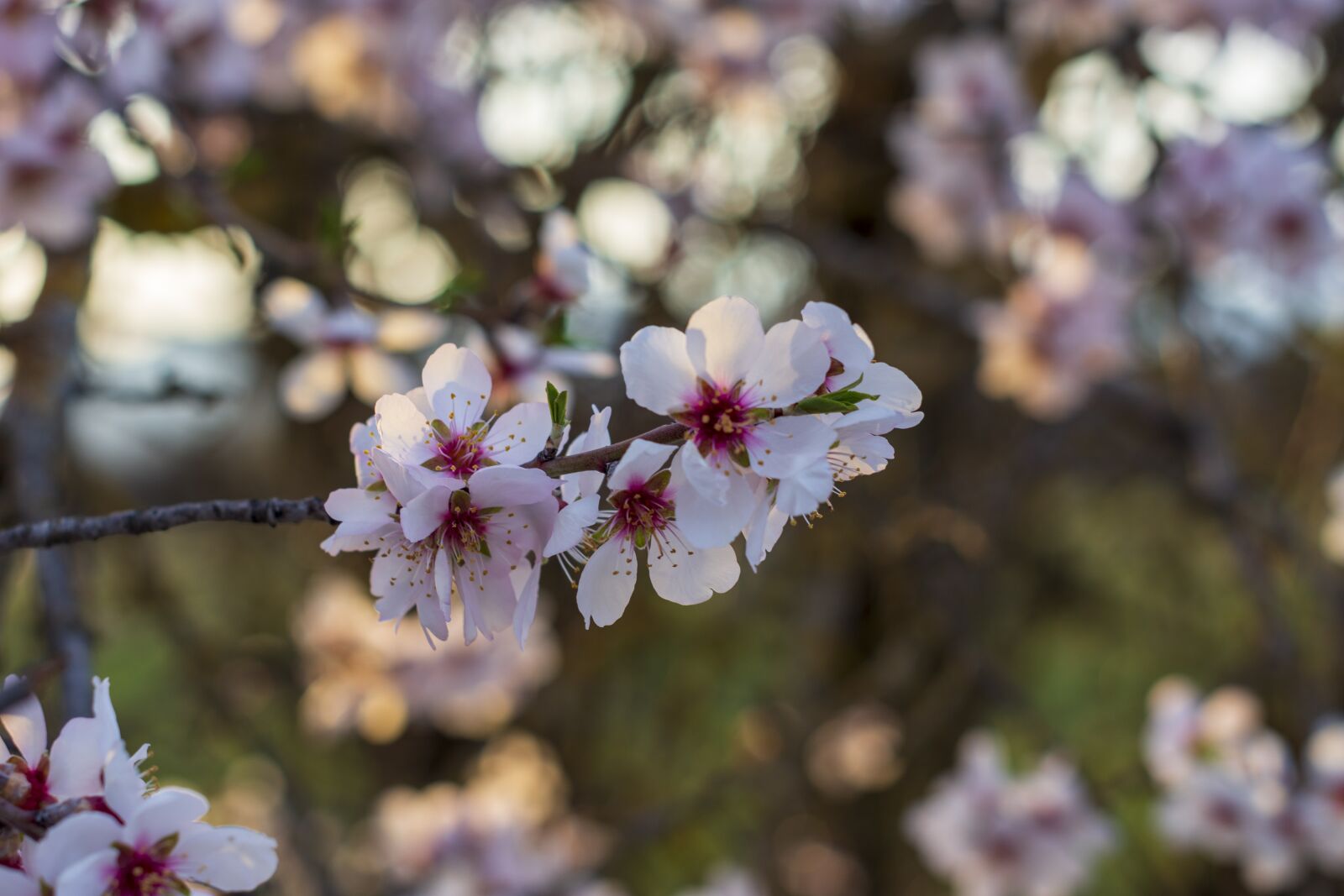 Nikon D7200 sample photo. Sunset, blossom, bloom photography