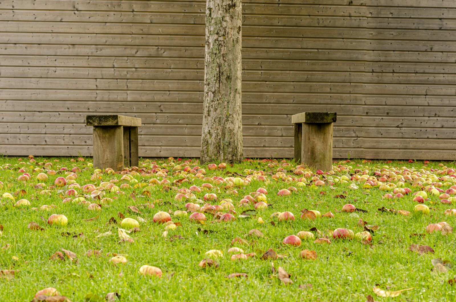 Nikon D7000 sample photo. Apple, fall, leaf photography