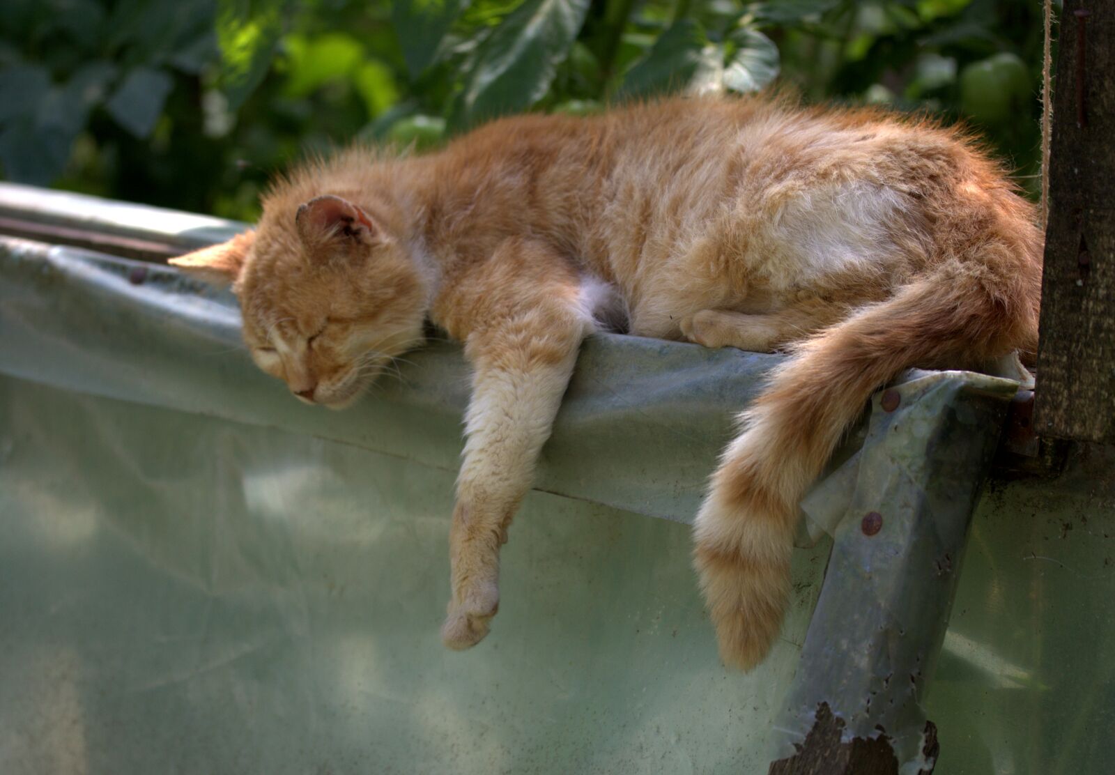 Canon EOS 700D (EOS Rebel T5i / EOS Kiss X7i) sample photo. Cat, sleep, russet photography