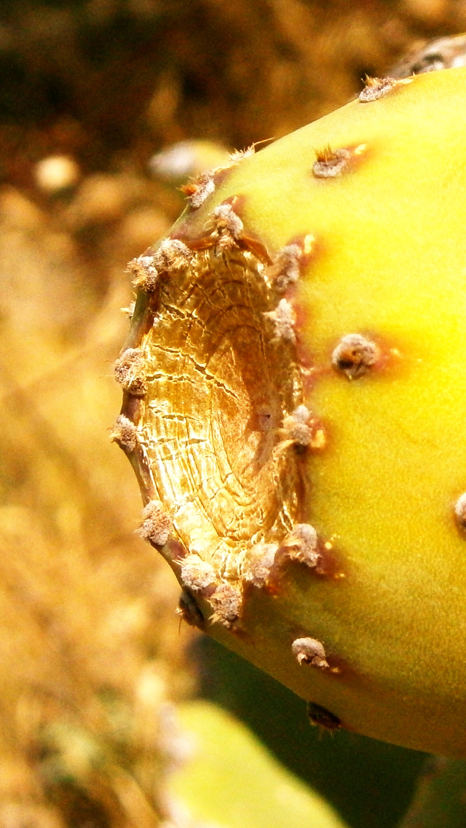 Olympus VG160,X990,D745 sample photo. Fruit, cactus, prickly pear photography