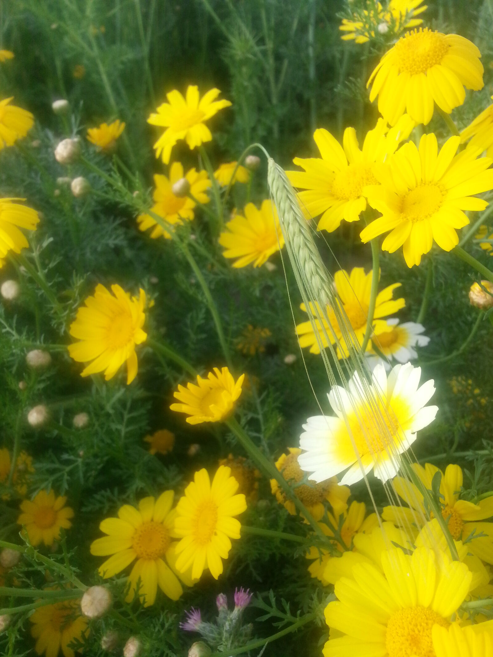 Samsung Galaxy S3 sample photo