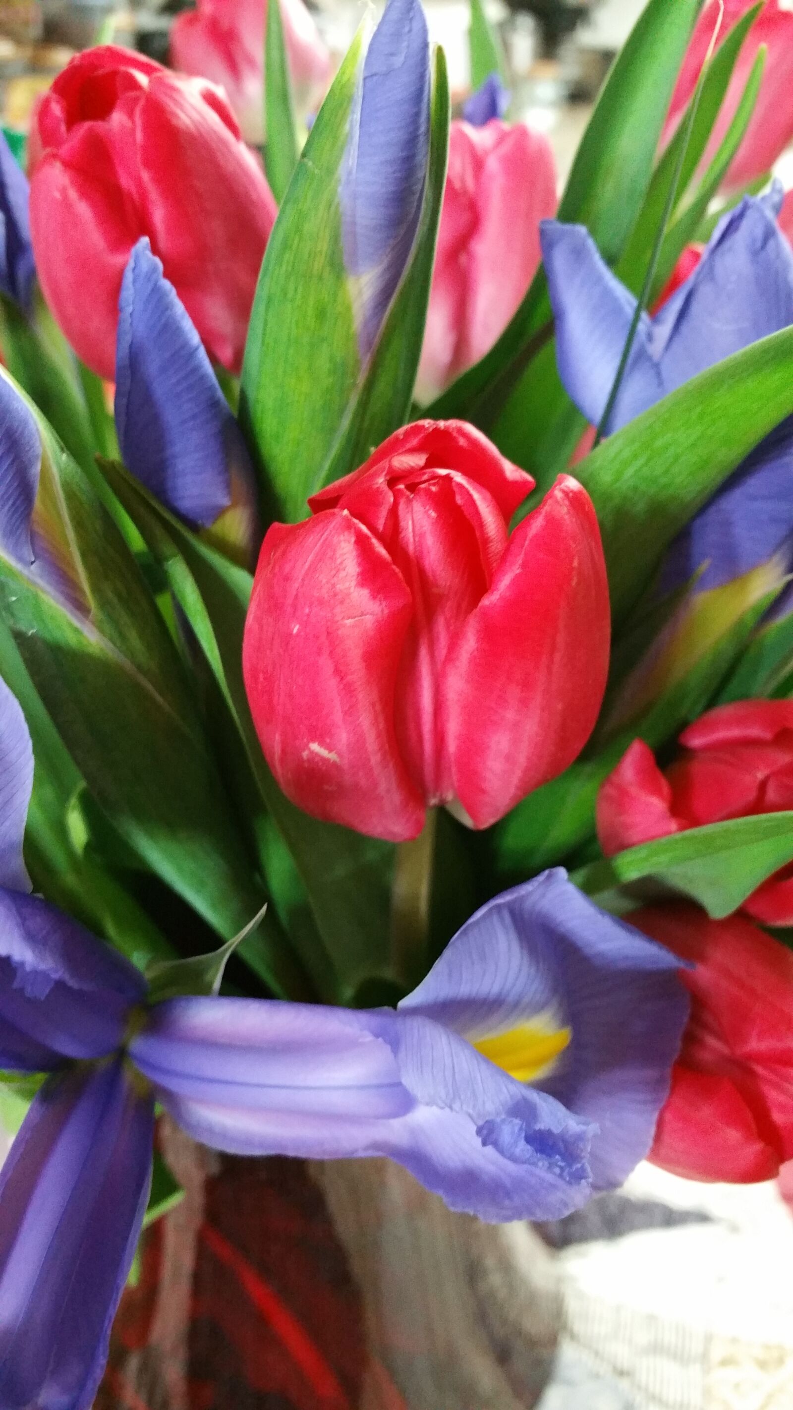 Samsung Galaxy Note Edge sample photo. Tulip, red, flower photography
