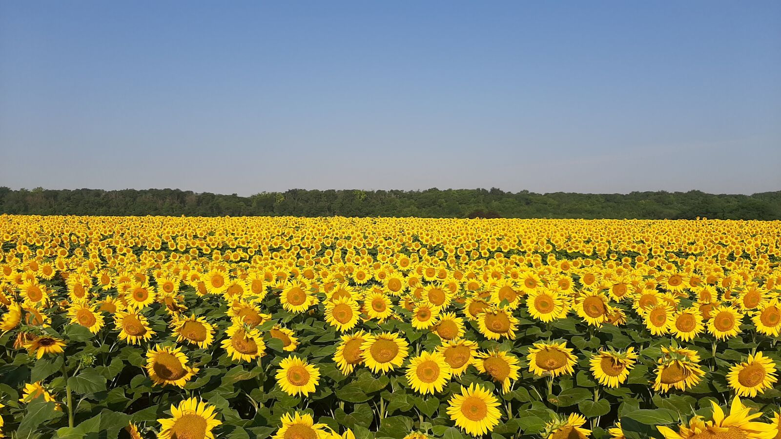 Samsung Galaxy A50 sample photo. Sunflower, sunflowers, field photography