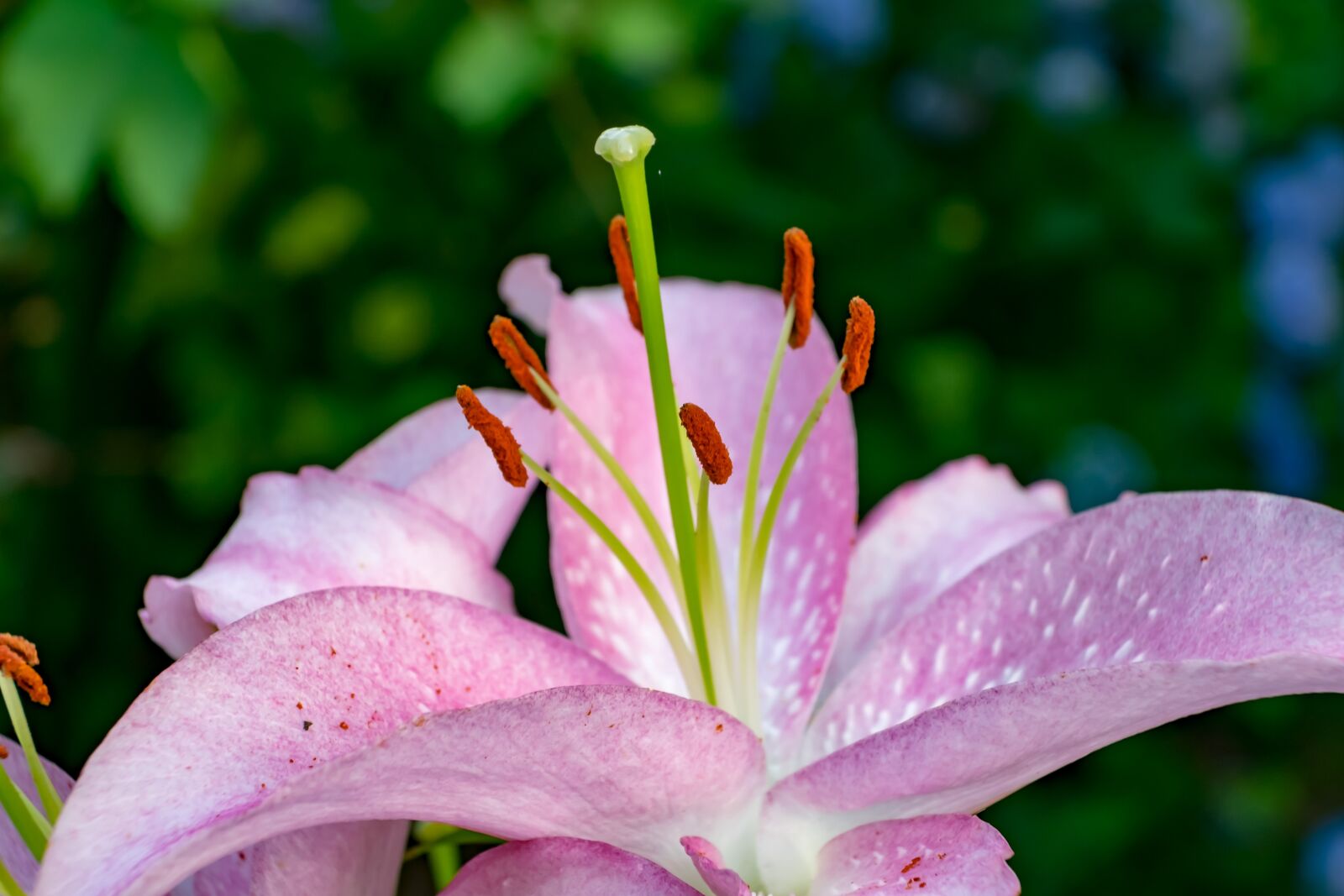 Fujifilm X-T10 sample photo. Lily, flower, garden photography