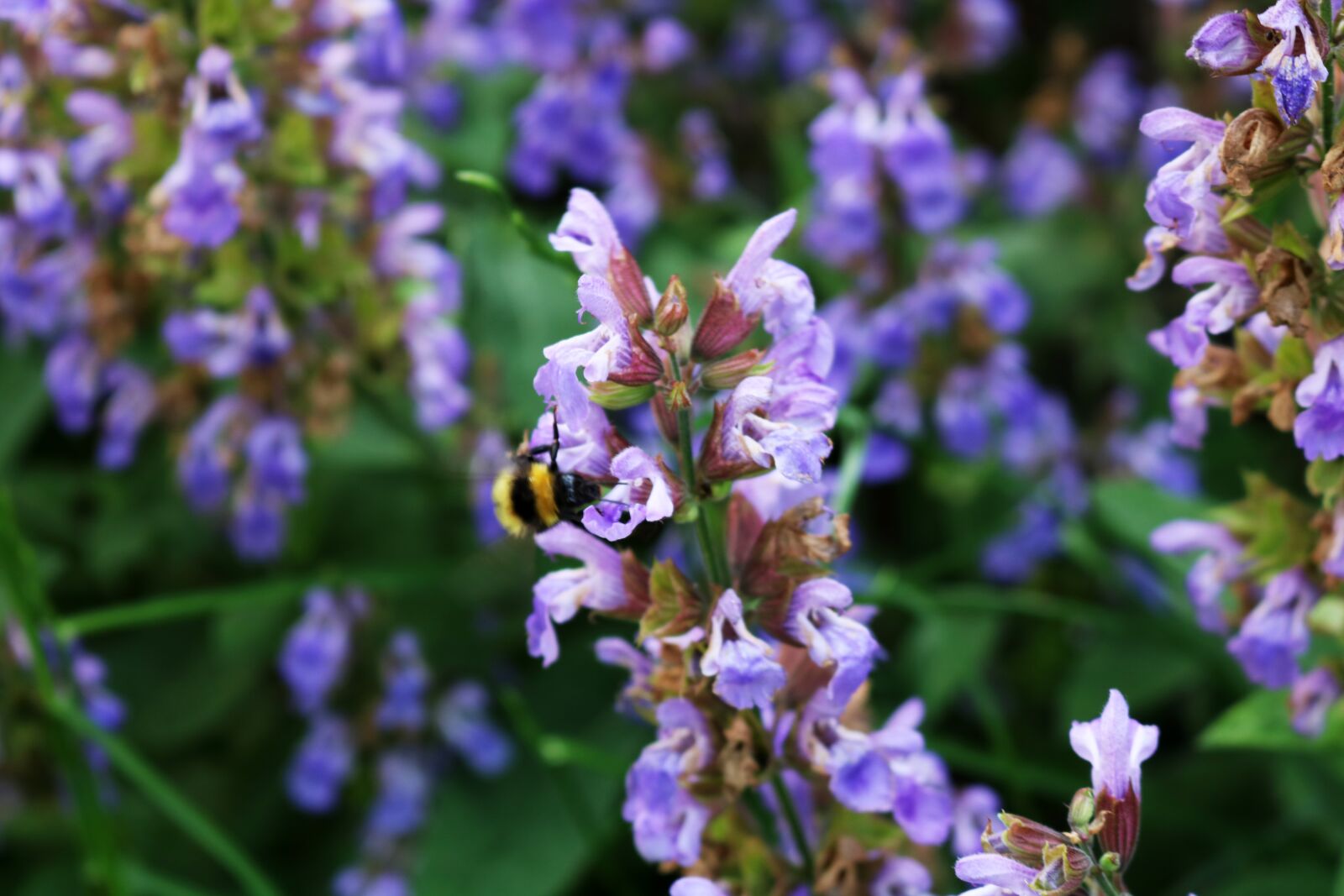 Canon EOS 750D (EOS Rebel T6i / EOS Kiss X8i) sample photo. Bee, spring, blue photography