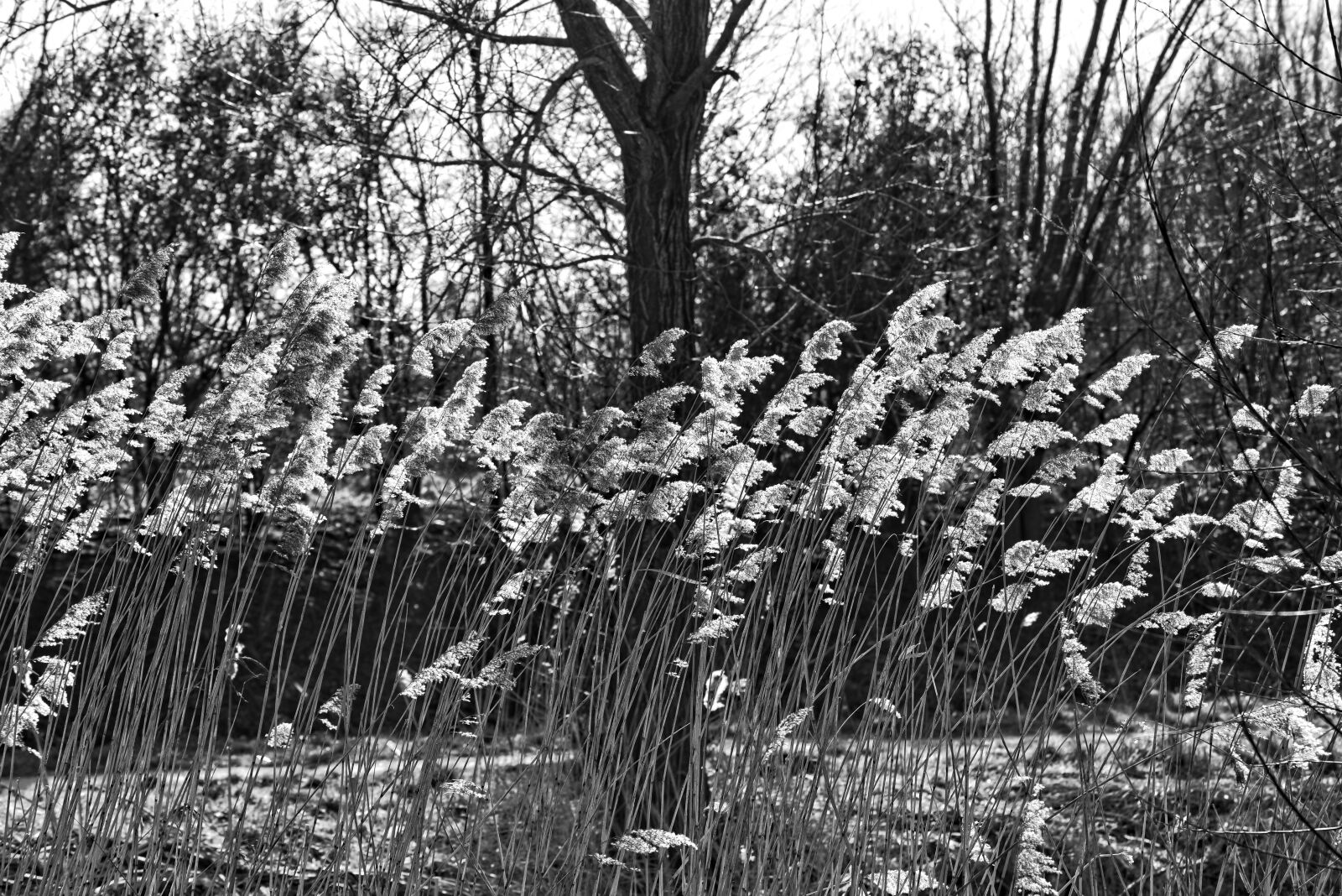 Nikon D750 sample photo. Reed, plume, phragmites australis photography