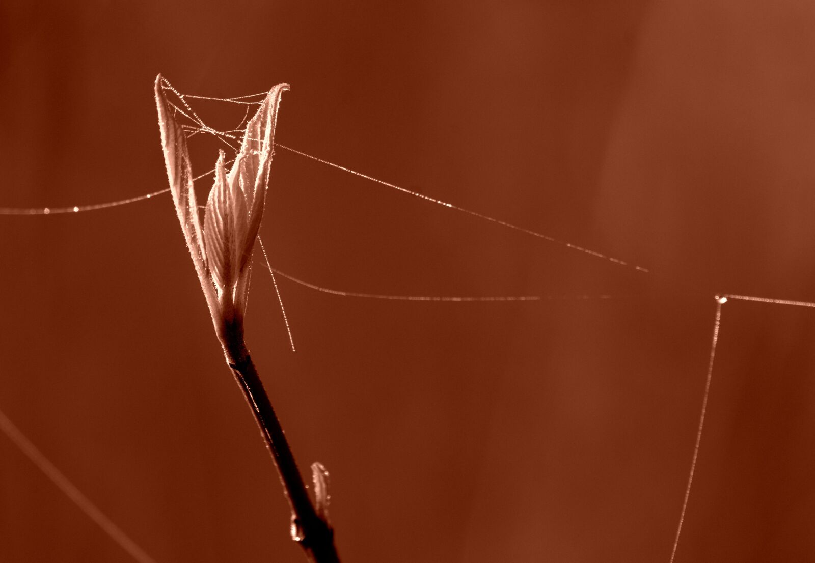 Pentax K-30 sample photo. Leaf, spring, dewdrop photography