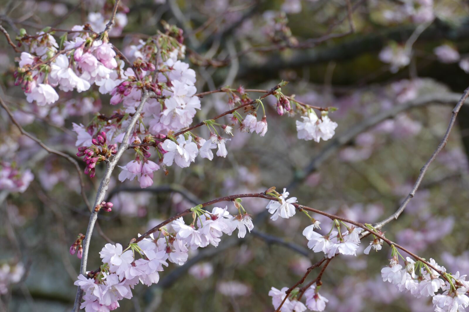 Panasonic Lumix DMC-FZ1000 sample photo. Cherry, tree, spring photography