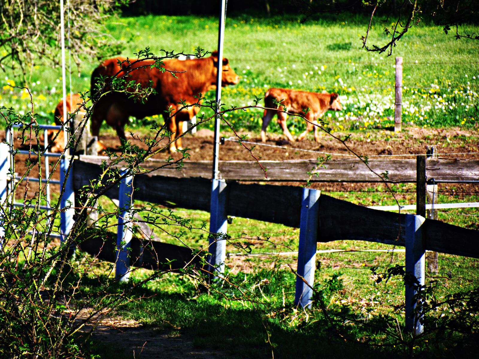 Canon PowerShot SX30 IS sample photo. Cow, calf, meadow photography