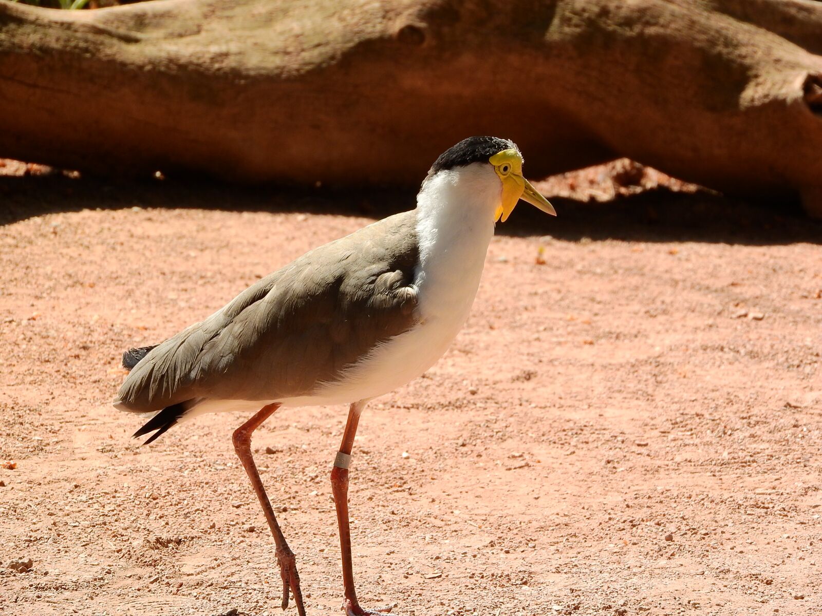 Nikon Coolpix P610 sample photo. Lapwing australian, vanellus miles photography