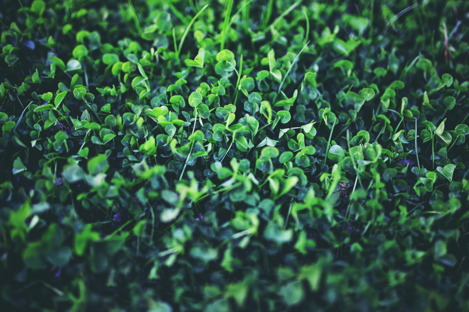 Canon EOS 6D sample photo. Young, clover photography