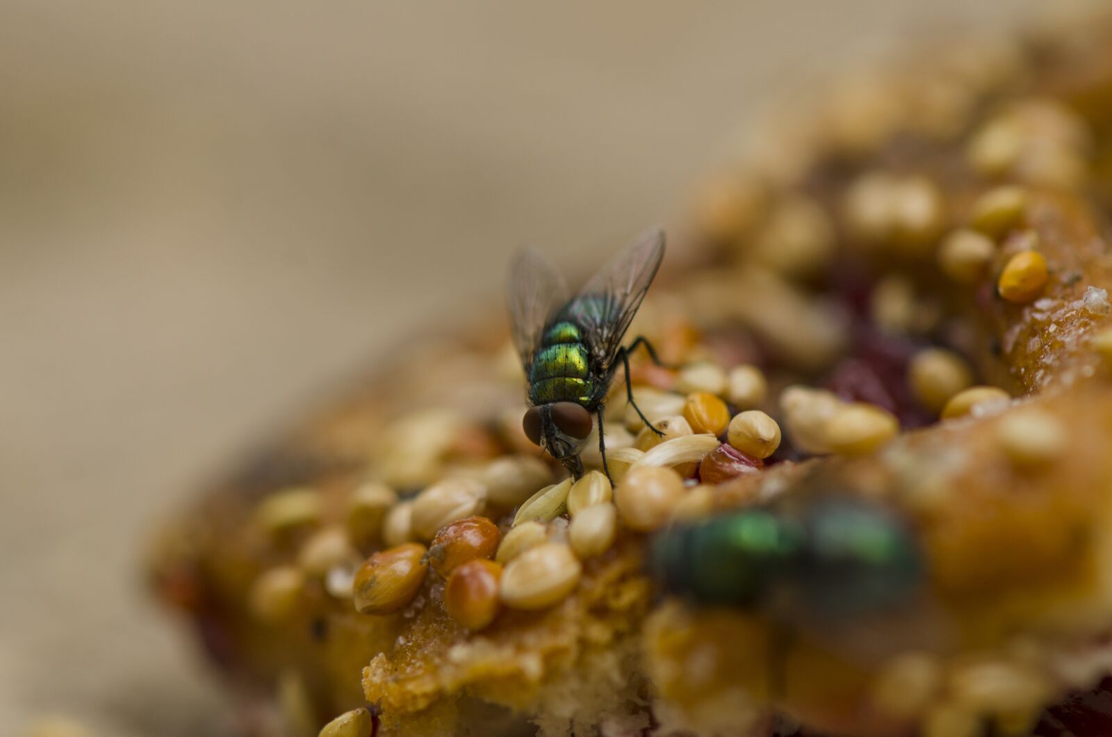 Nikon D7000 sample photo. Common green bottle fly photography