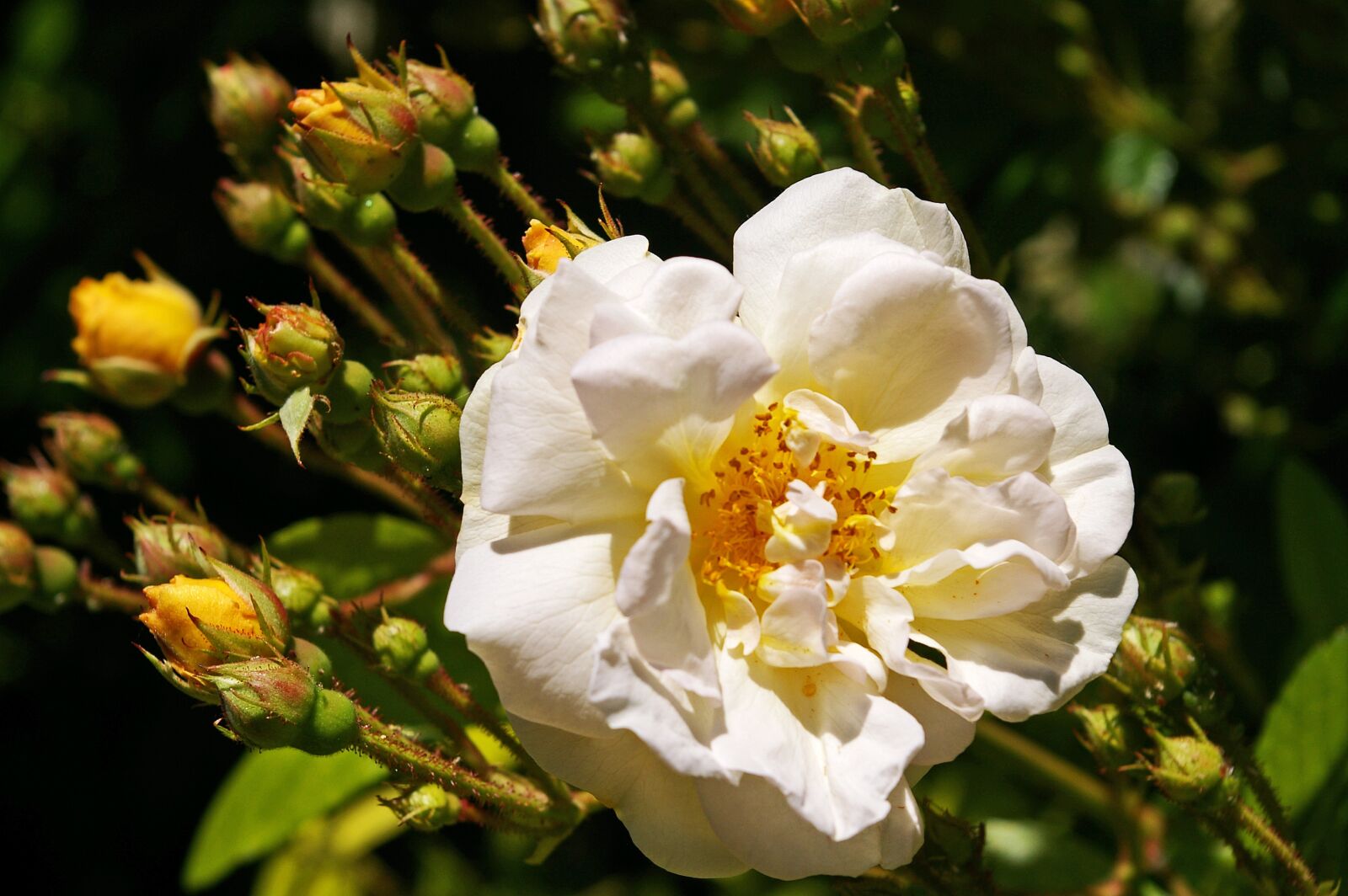 Pentax *ist DL2 sample photo. Ghislaine de filigonde, rose photography