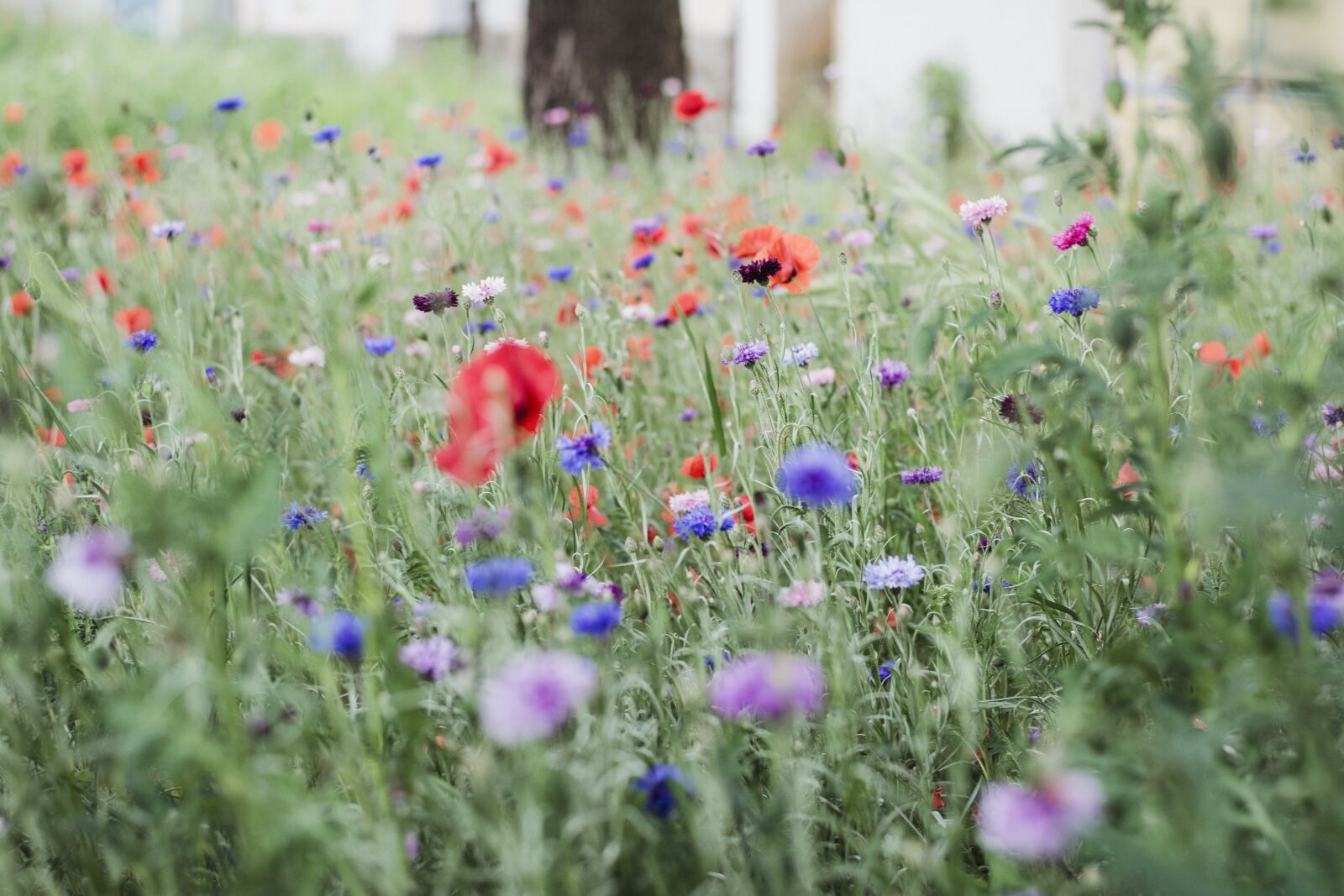 Nikon D5200 sample photo. Luka, may, flowers photography